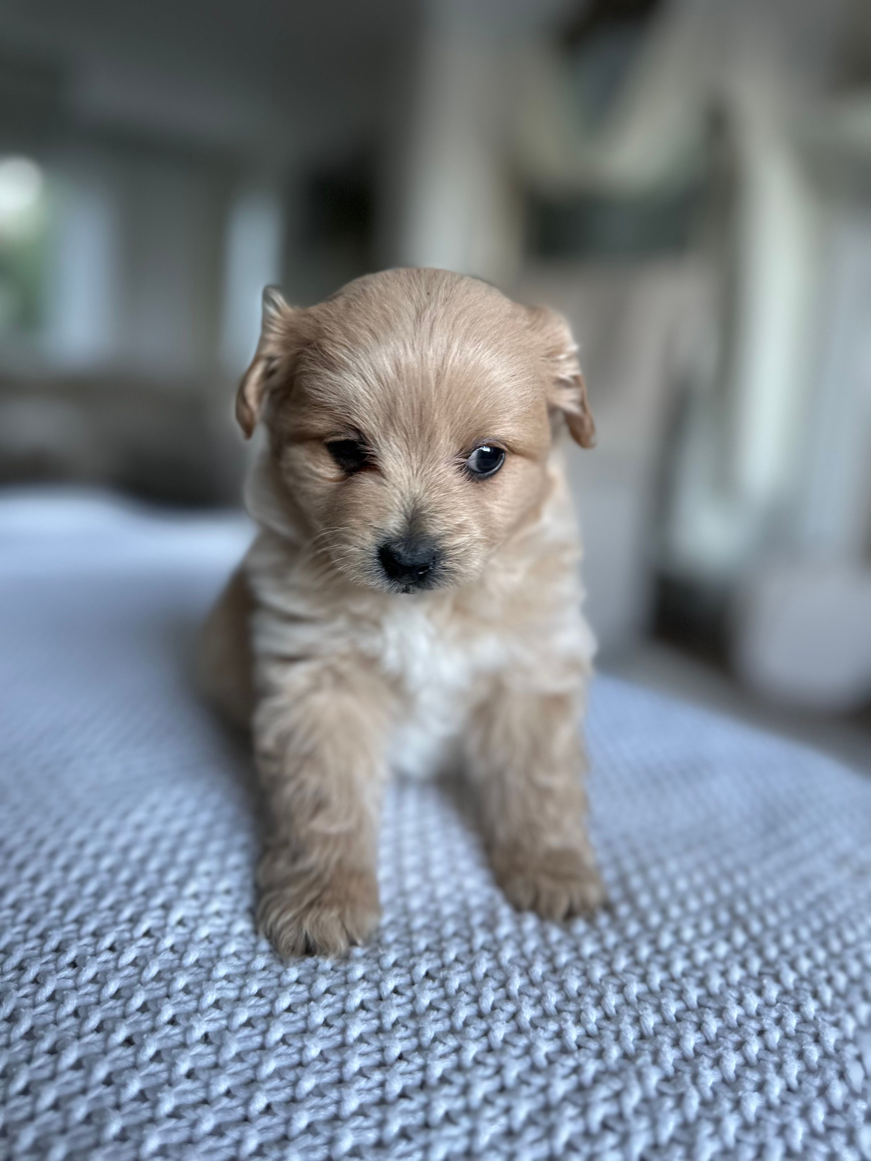 Finn – Pomapoo puppy for sale in Vancouver, WA