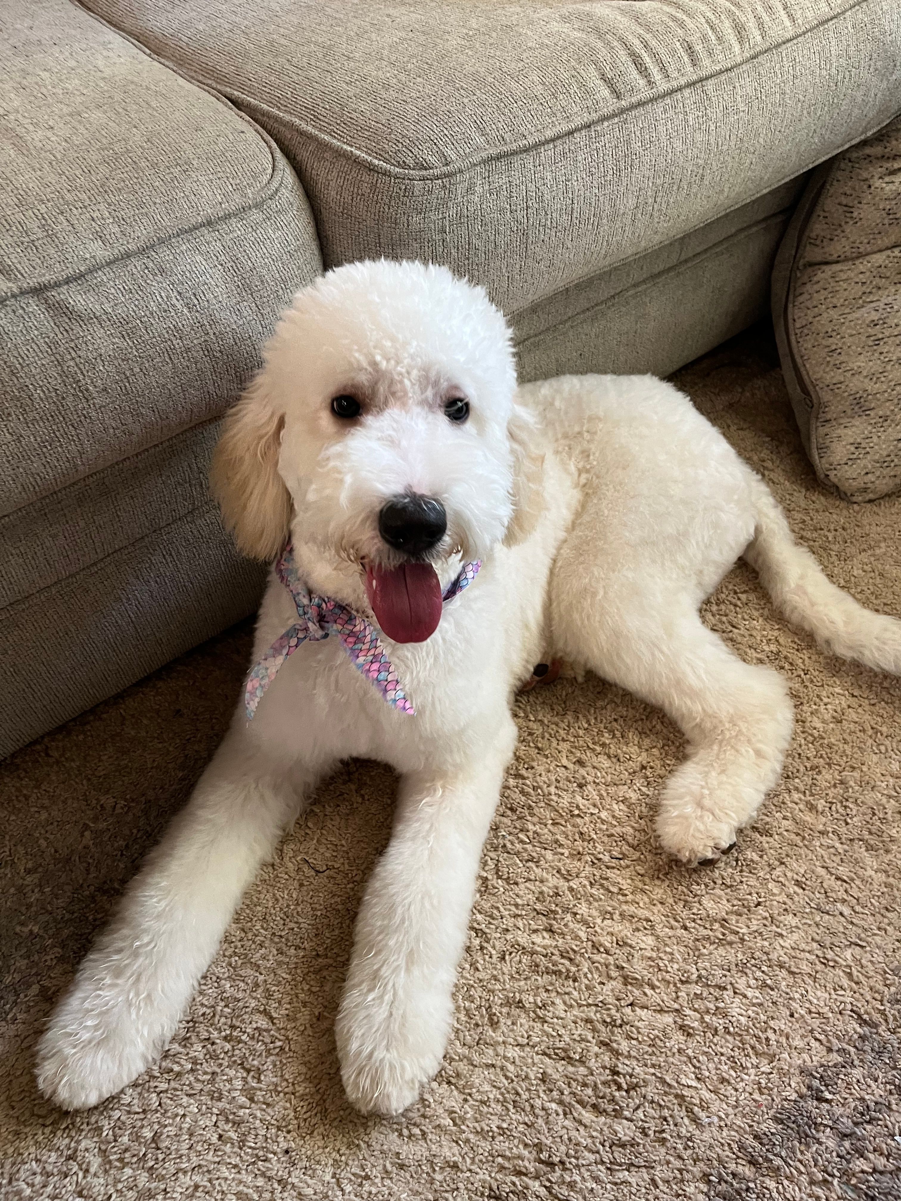 Winnie – Poodle - Standard , Springer Doodle puppy for sale in Anderson, SC
