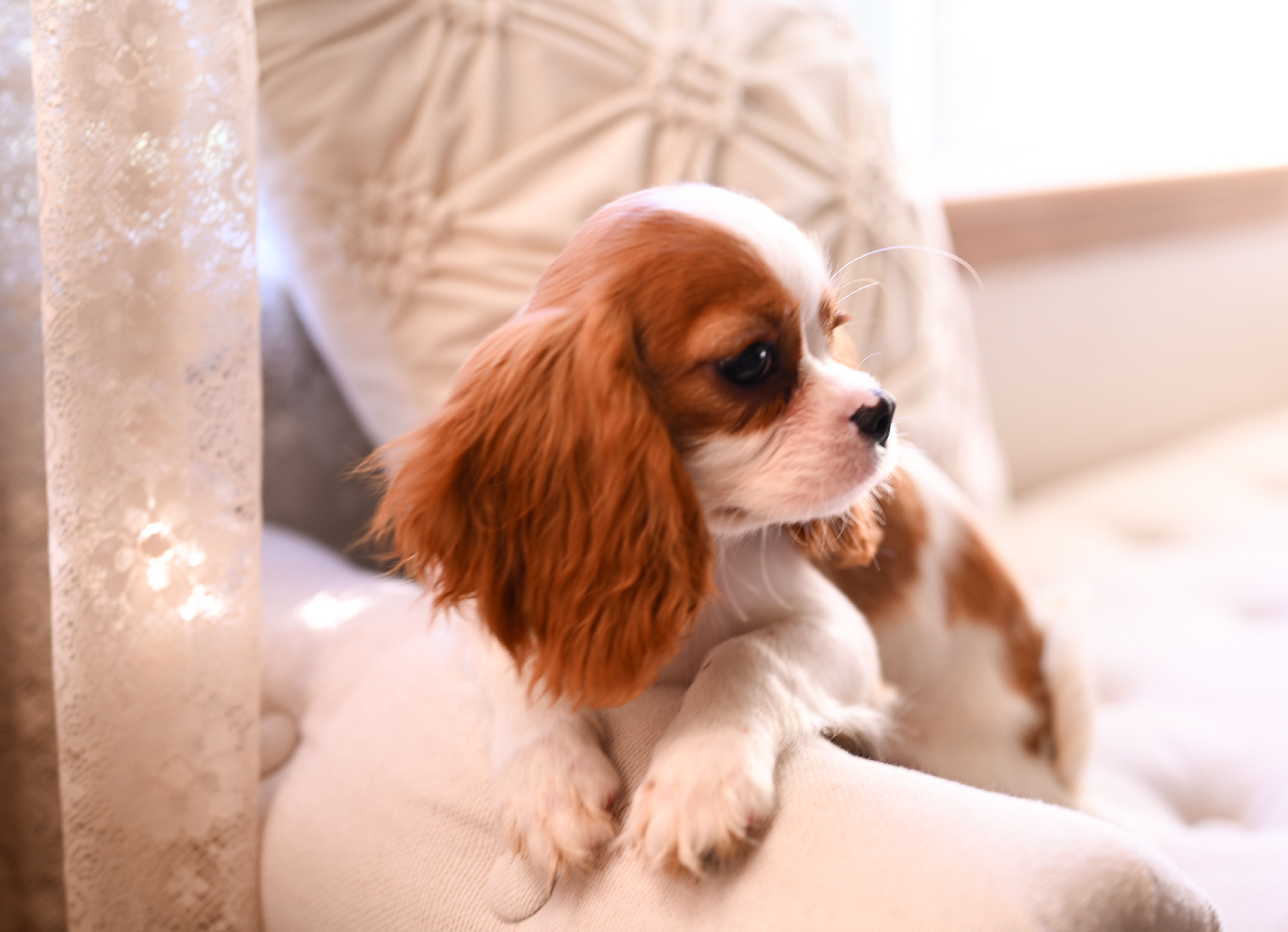 AKC Princess – Cavalier King Charles Spaniel puppy for sale in Marysville, CA
