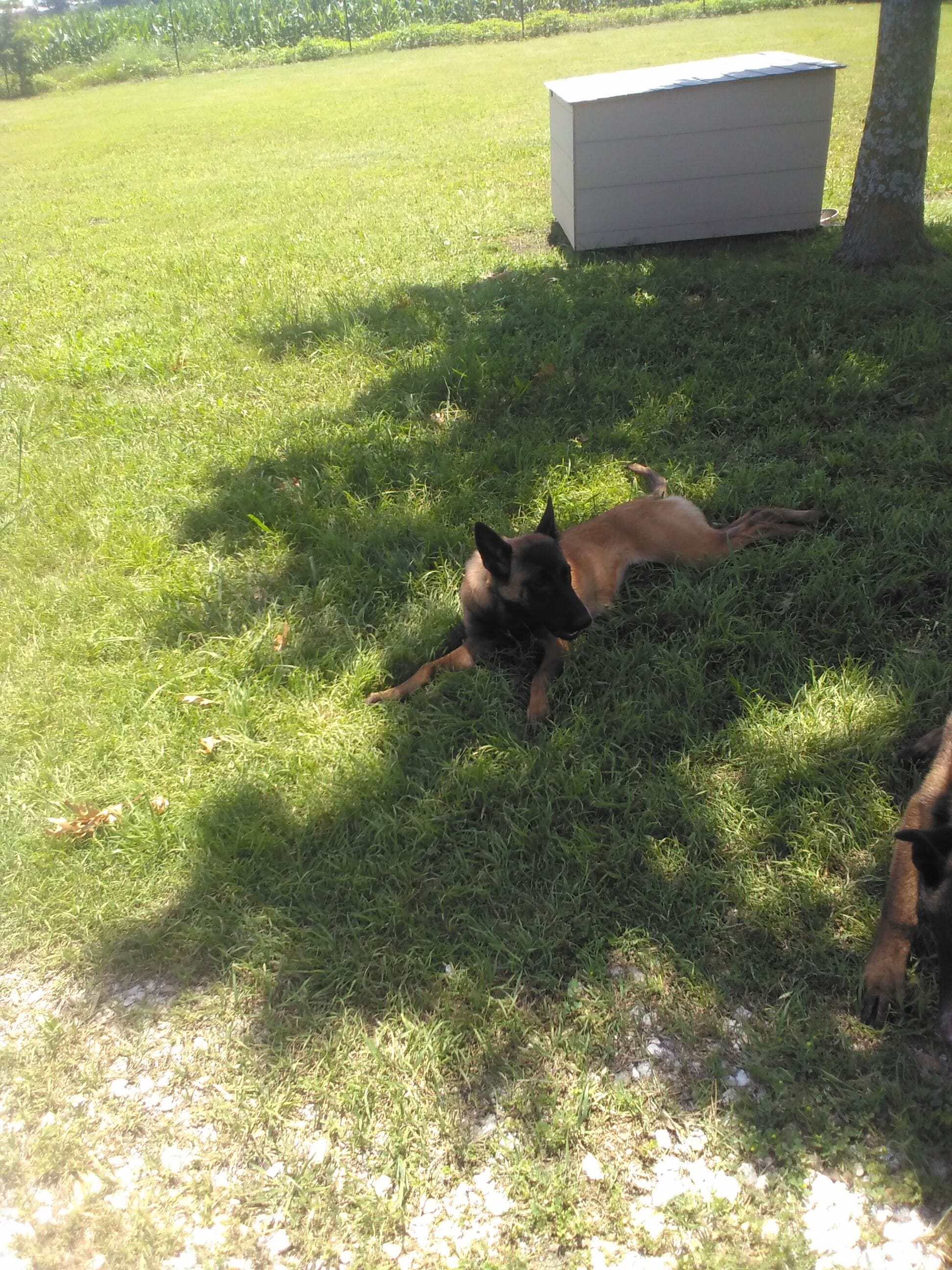 BLITZ, a female Belgian Malinois for sale in Itasca, TX – 2 of 2