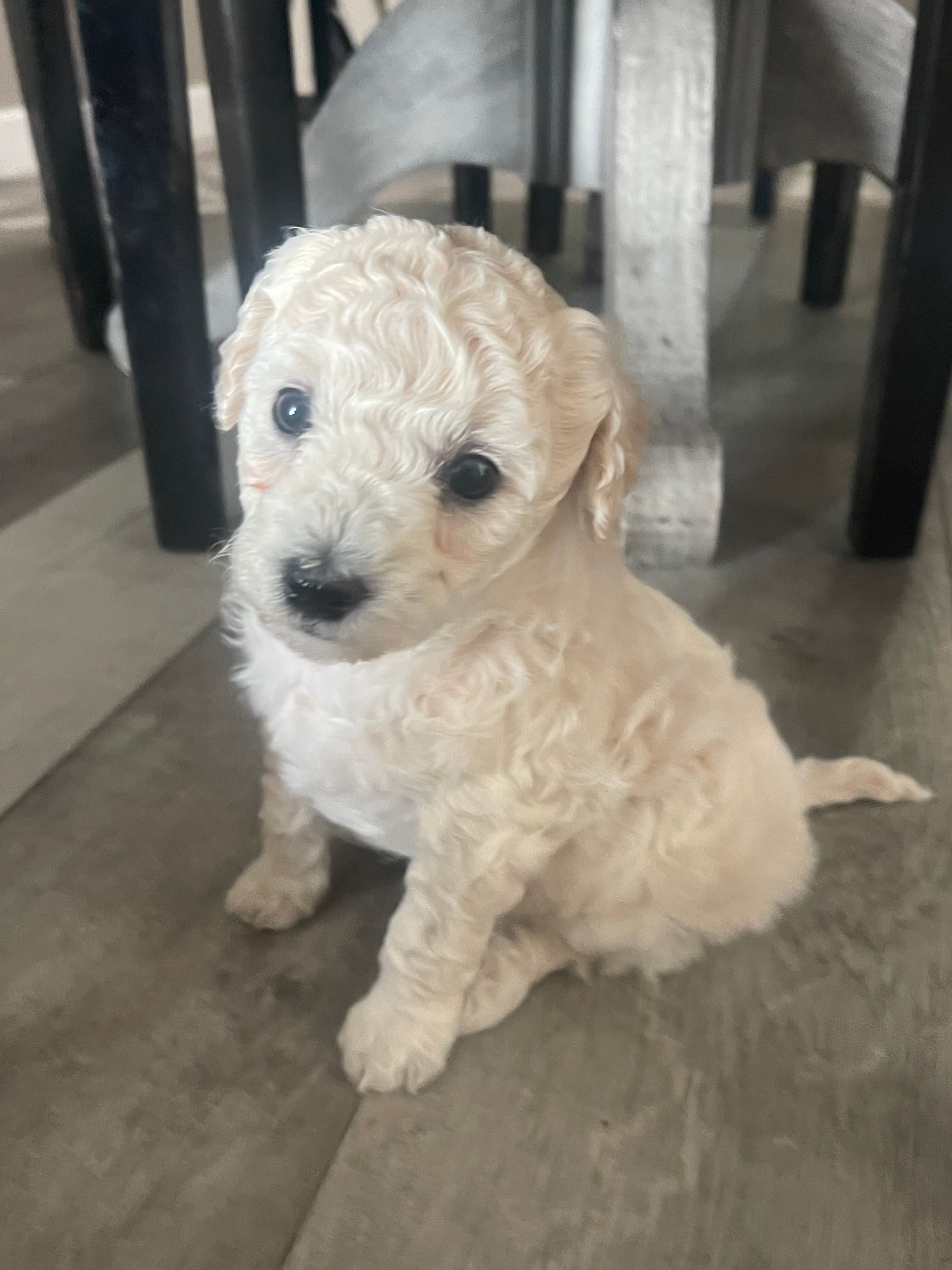 Polar bear  – Bichpoo puppy for sale in Pocahontas, AR