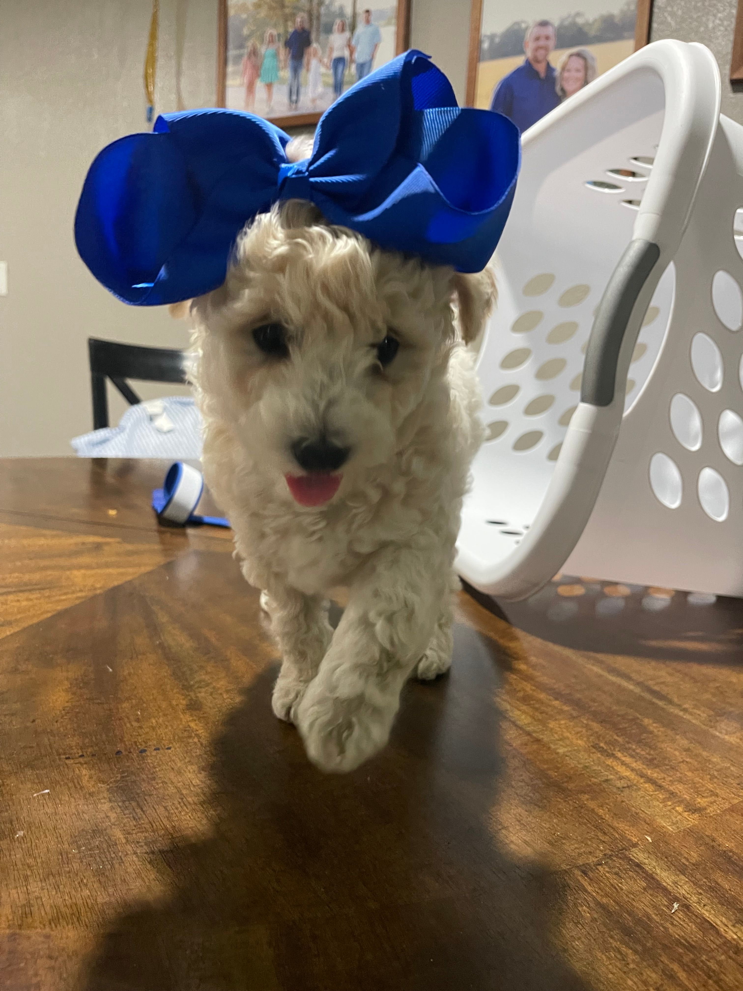 Snowflake  – Bichpoo puppy for sale in Pocahontas, AR