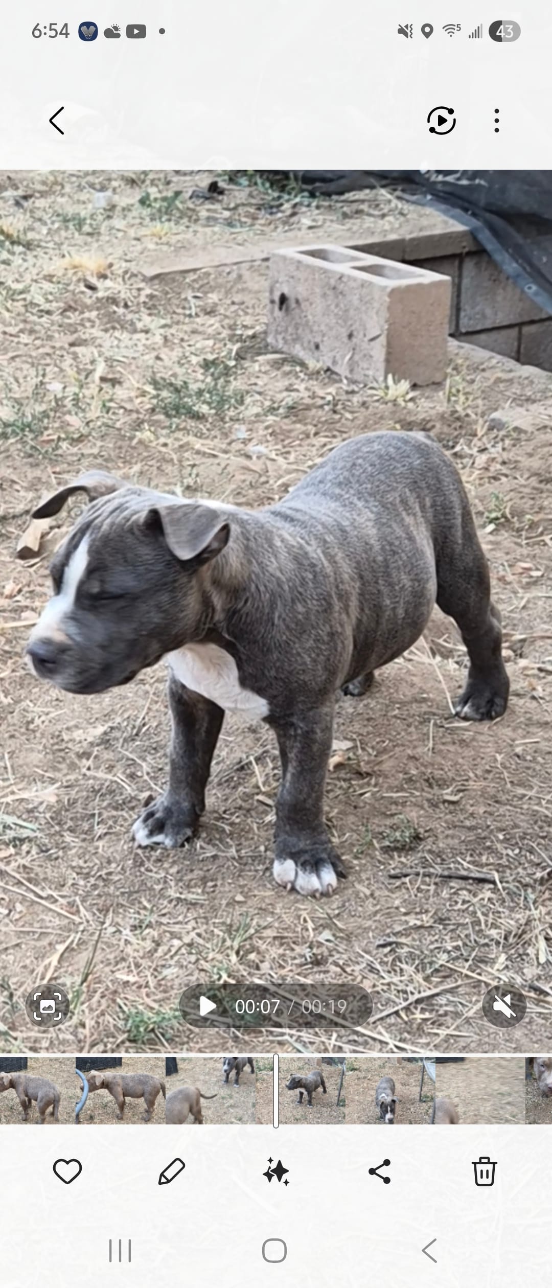 Bugs – Staffordshire Bull Terrier puppy for sale in San Bernardino, CA