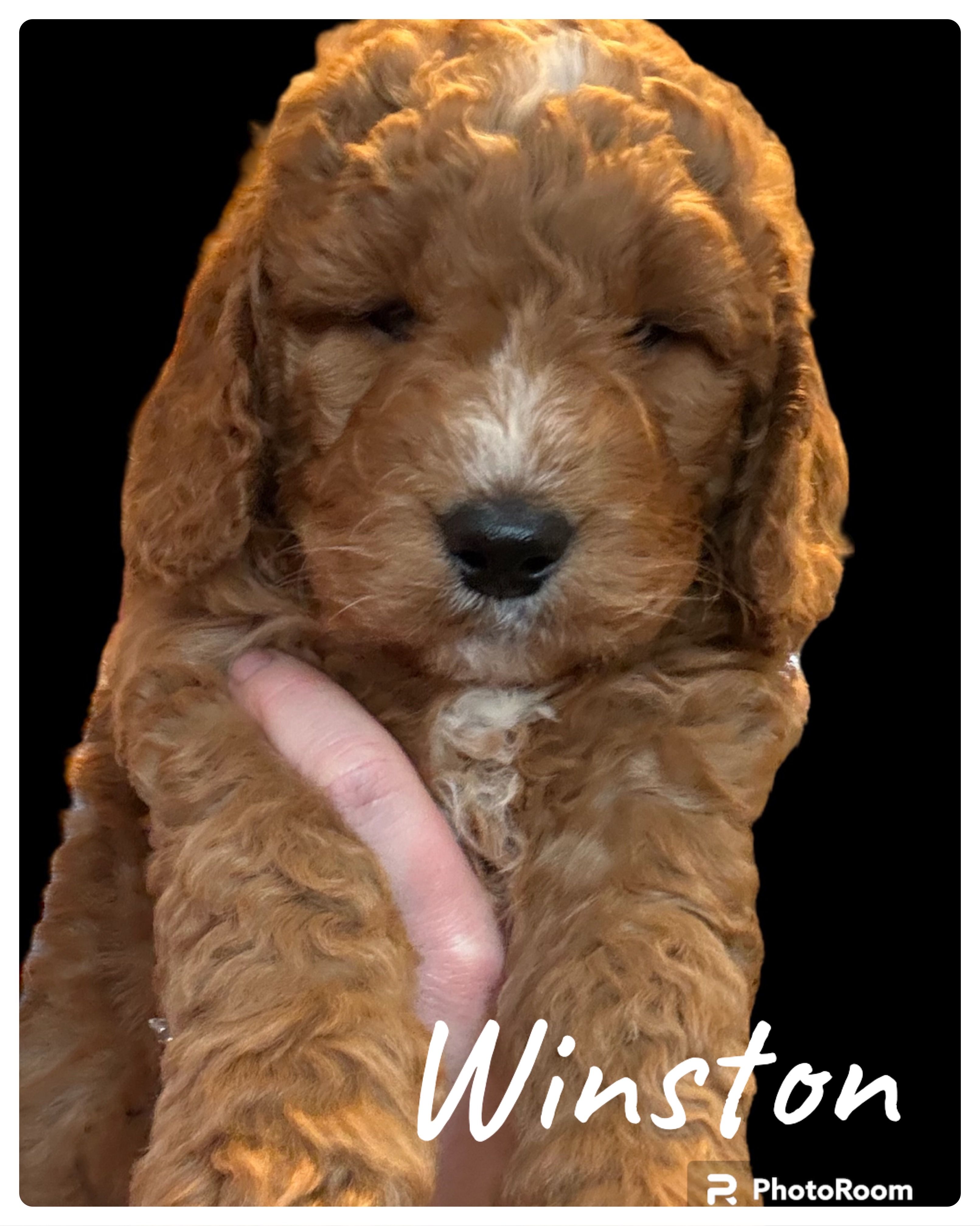Winston – Miniature Goldendoodle puppy for sale in Forreston, IL