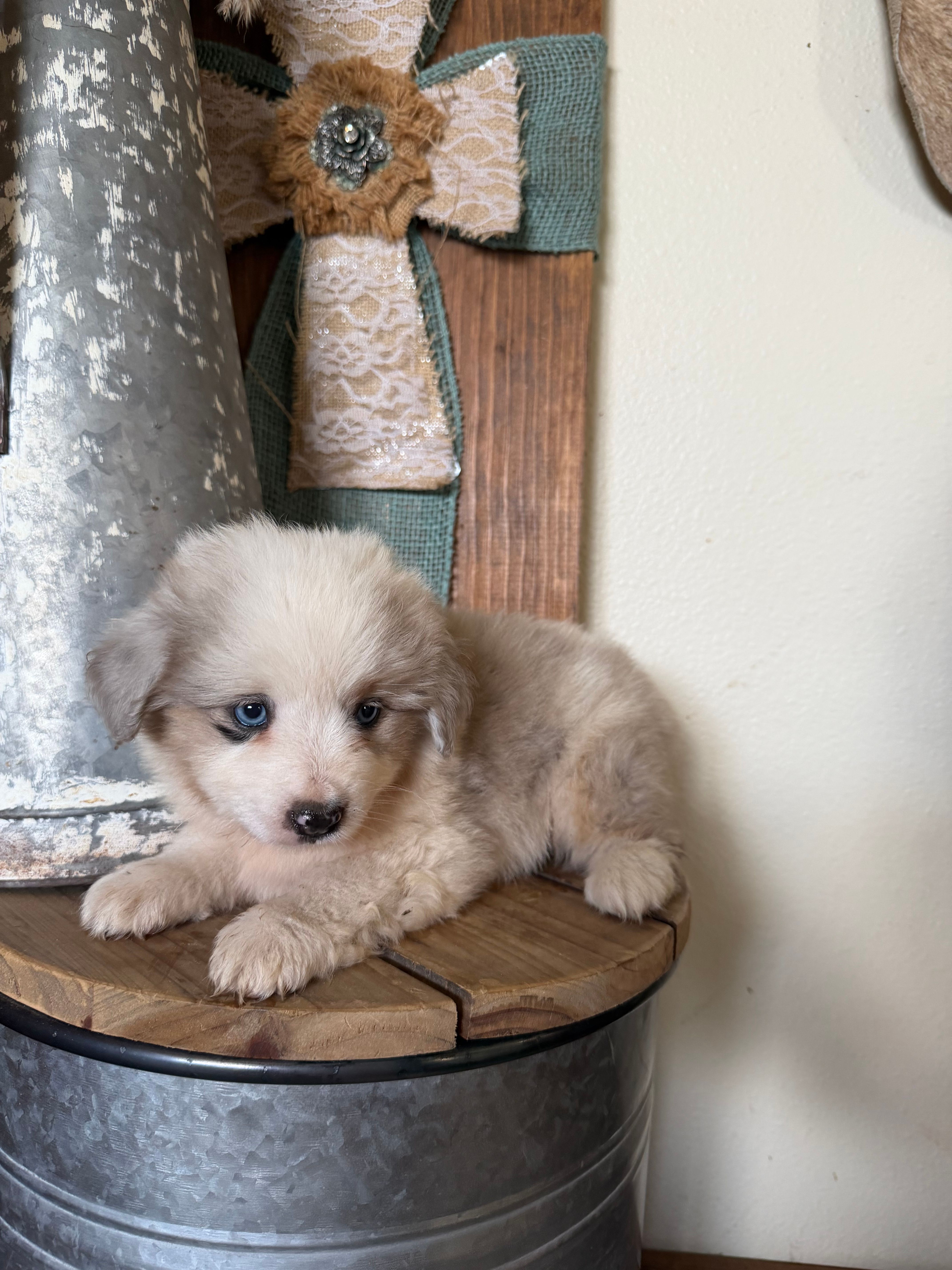 Lana – Miniature Australian Shepherd puppy for sale in Stockdale, TX