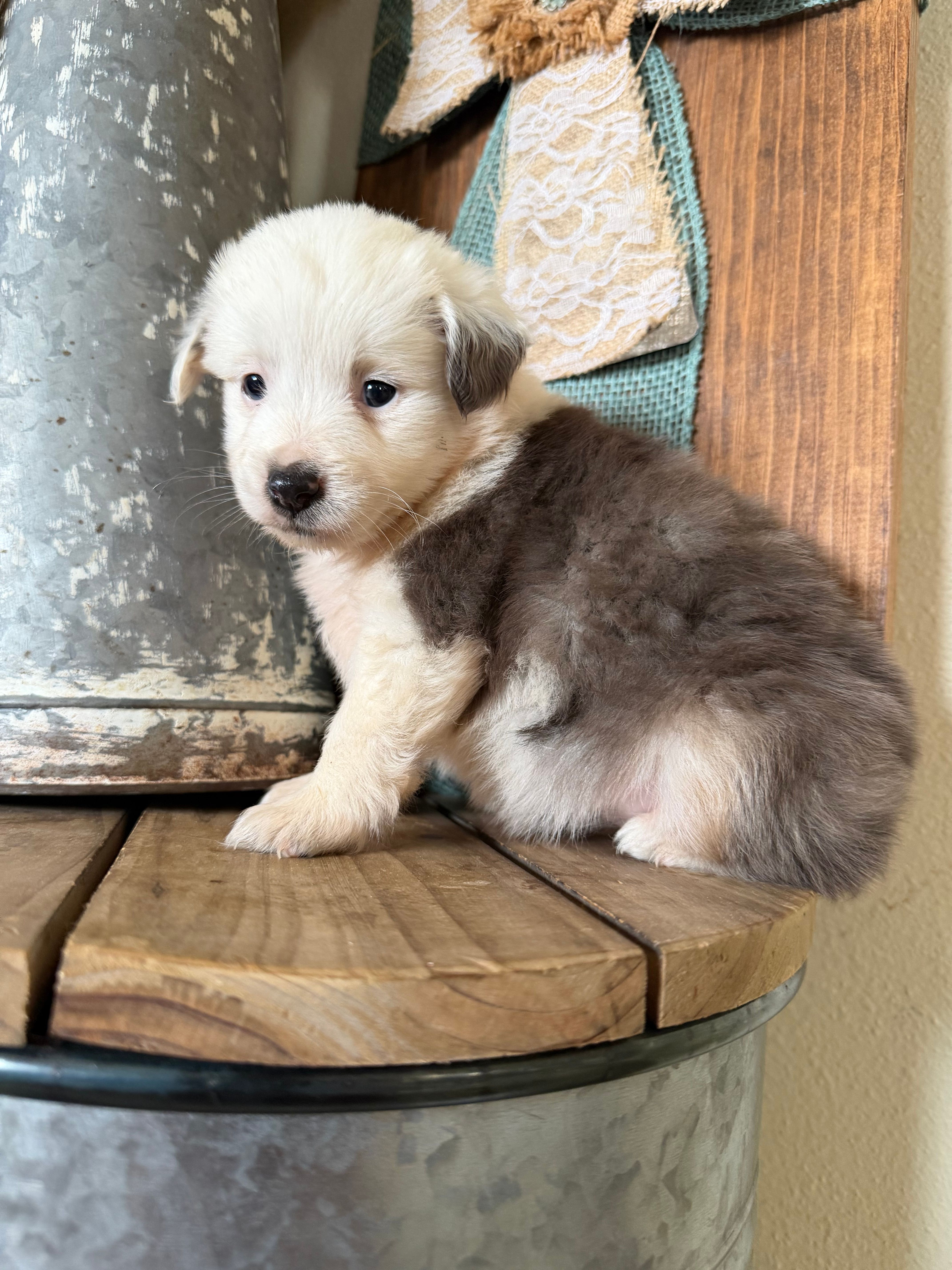 Oreo – Miniature Australian Shepherd puppy for sale in Stockdale, TX