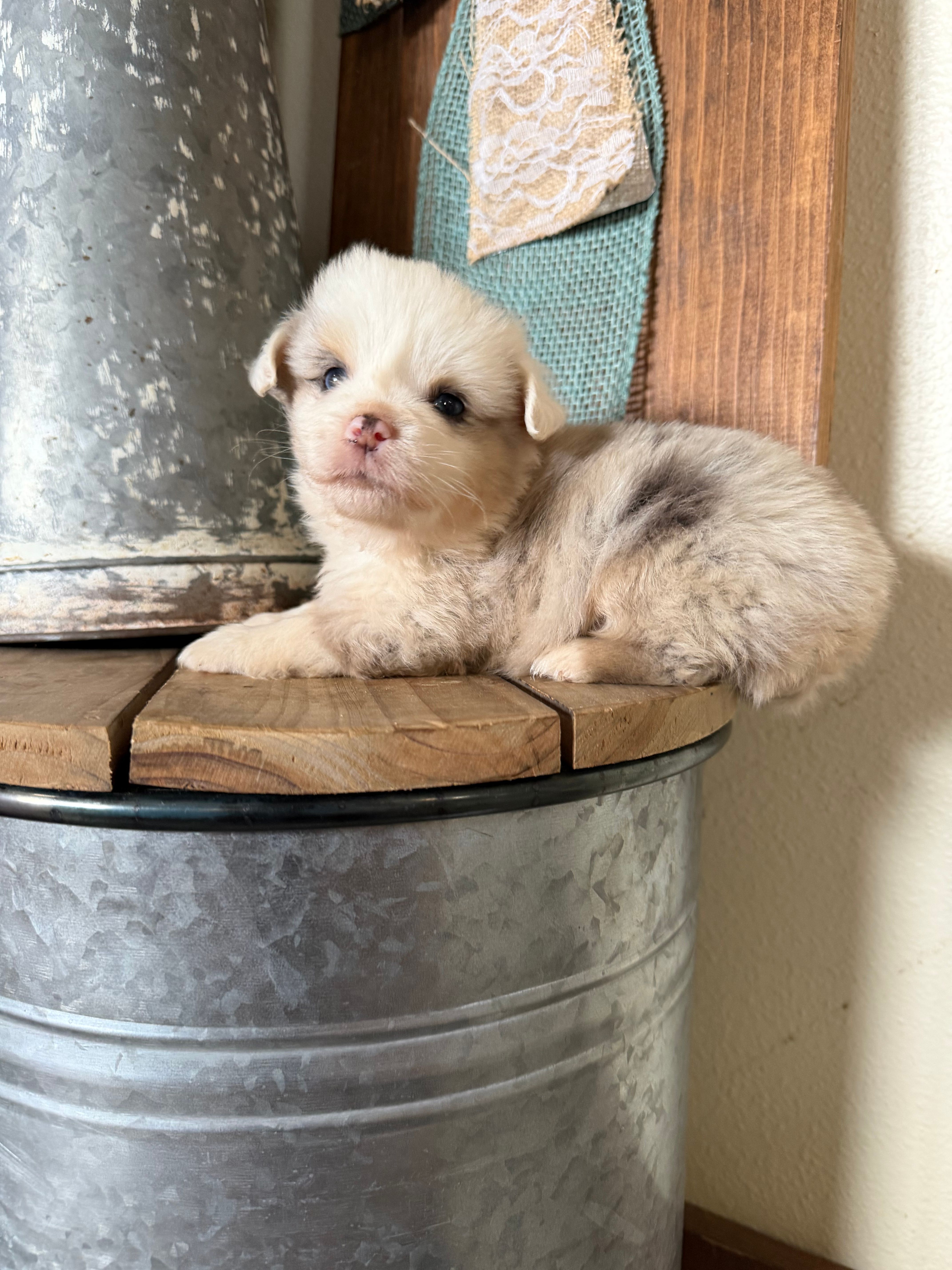 Smoky – Miniature Australian Shepherd puppy for sale in Stockdale, TX