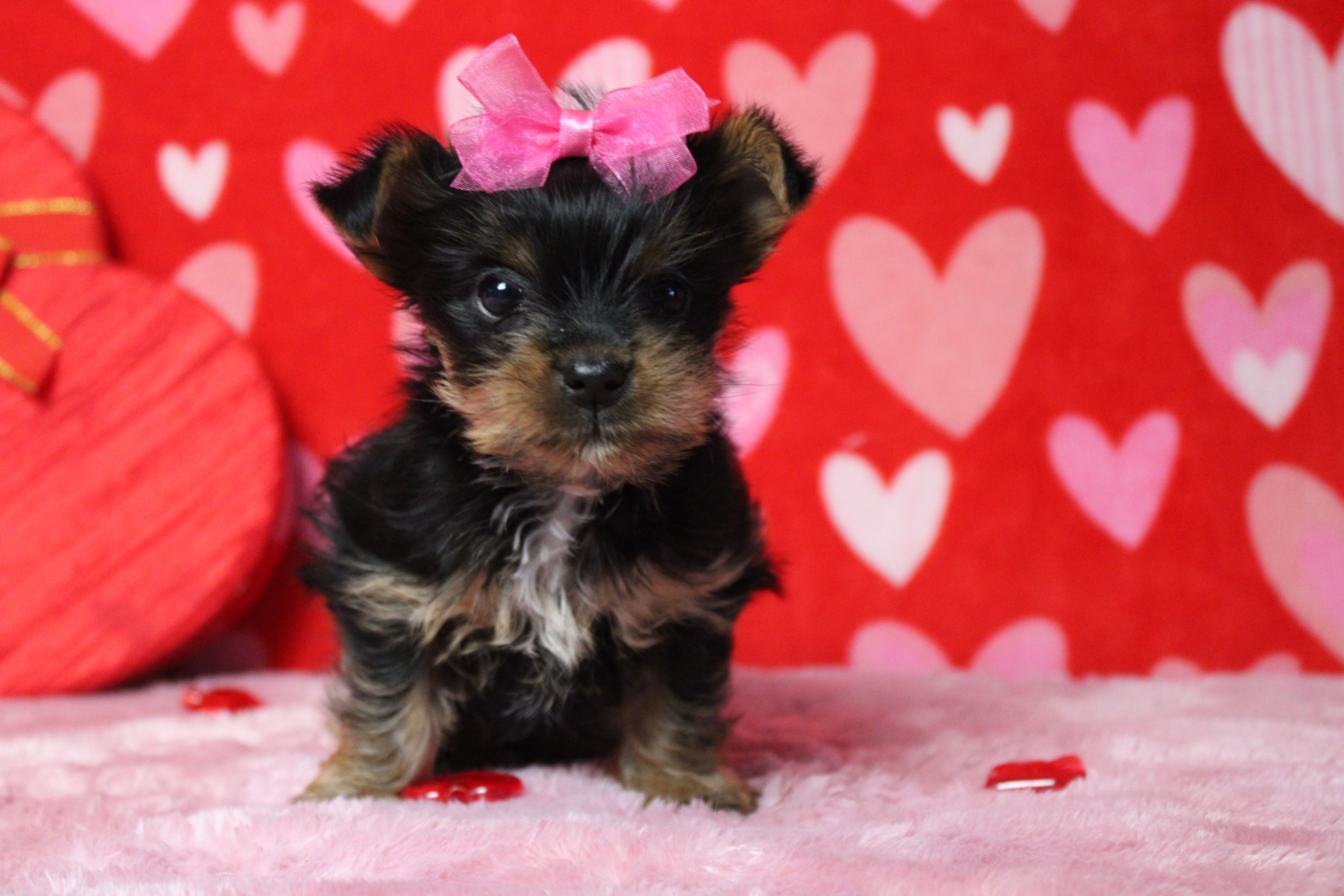 Juliana, a female Yorkshire Terrier for sale in Trenton, MO – Photo 6 of 7