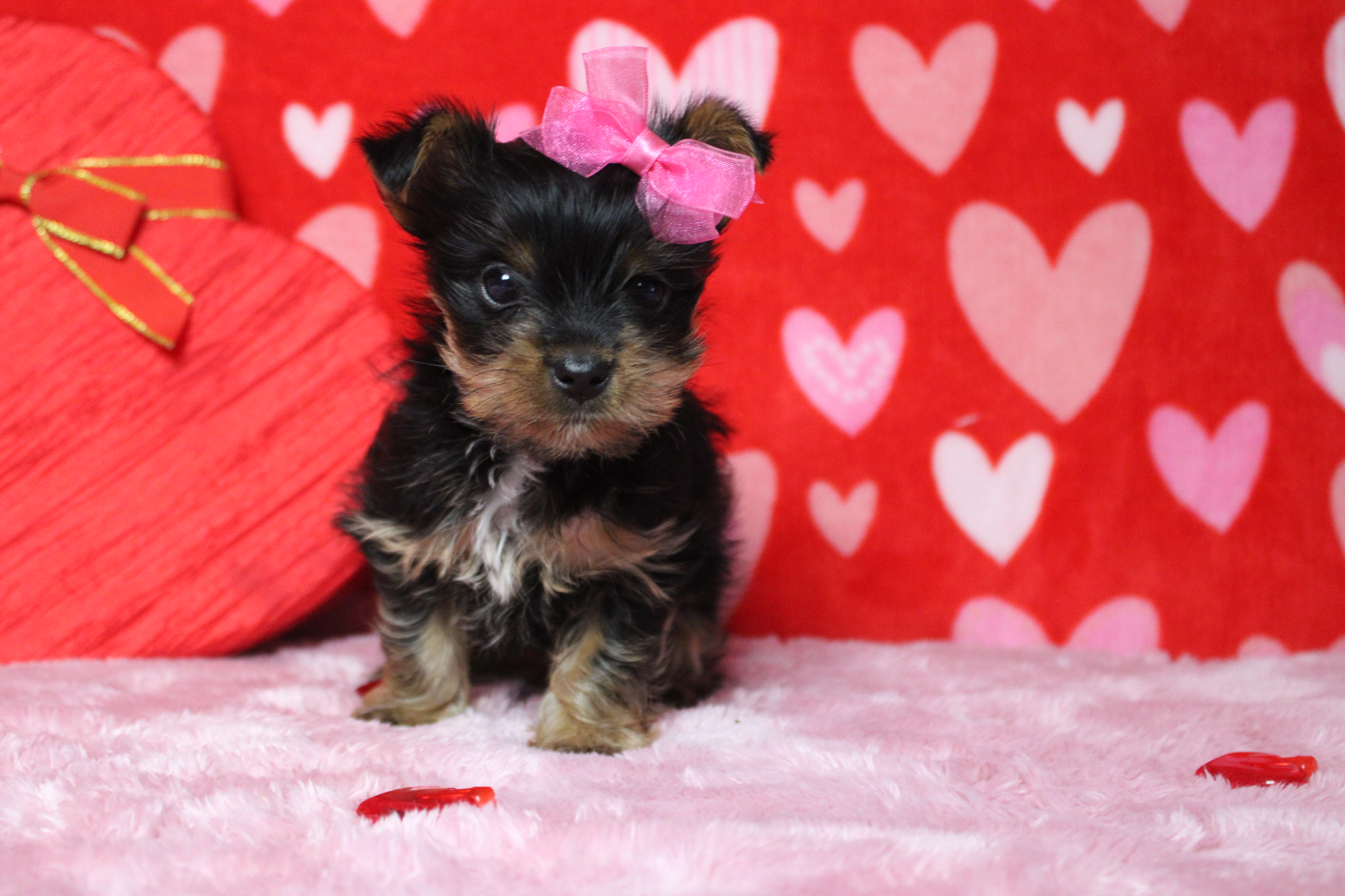 Juliana, a female Yorkshire Terrier for sale in Trenton, MO – Photo 7 of 7