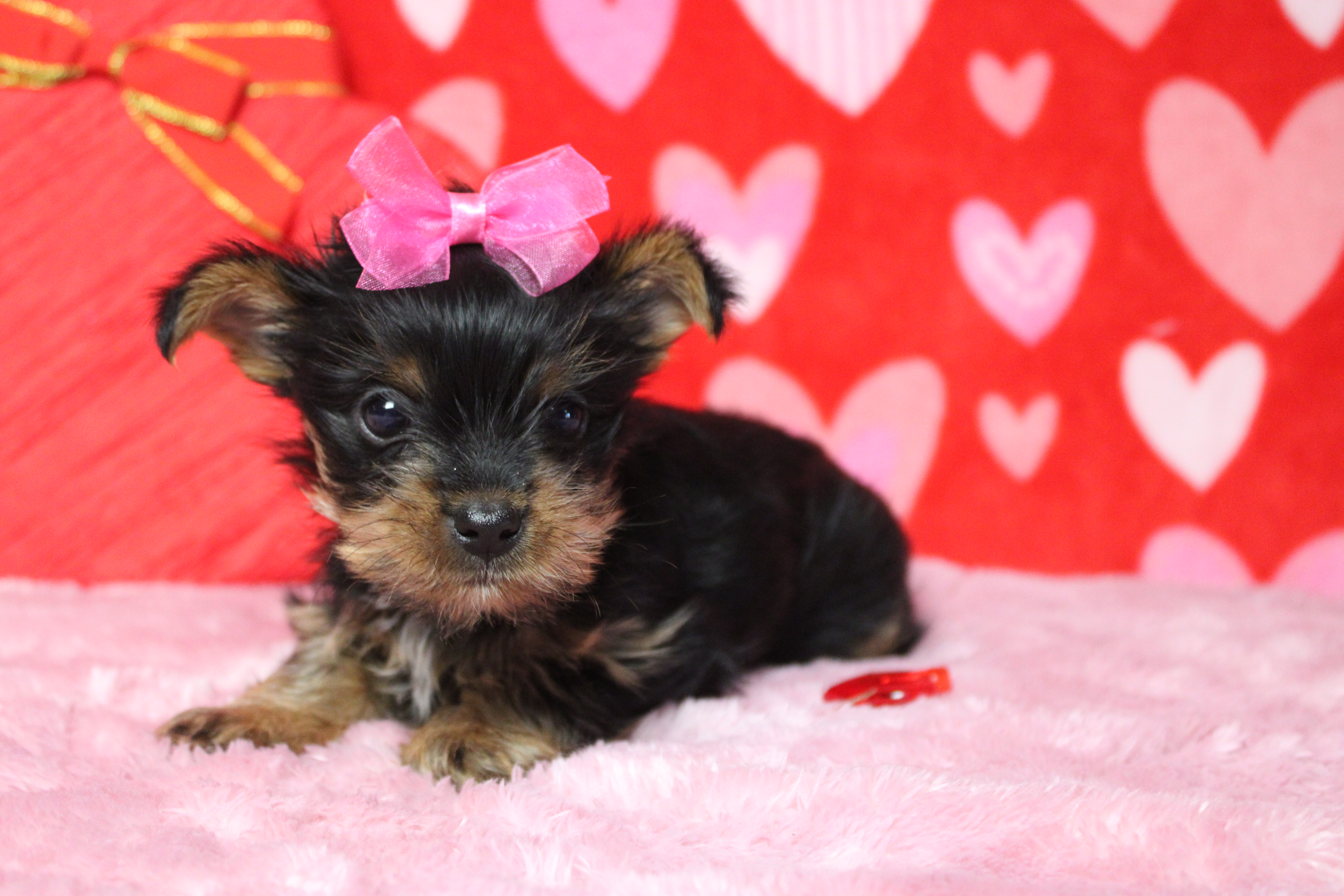 Juliana, a female Yorkshire Terrier for sale in Trenton, MO – Photo 3 of 7