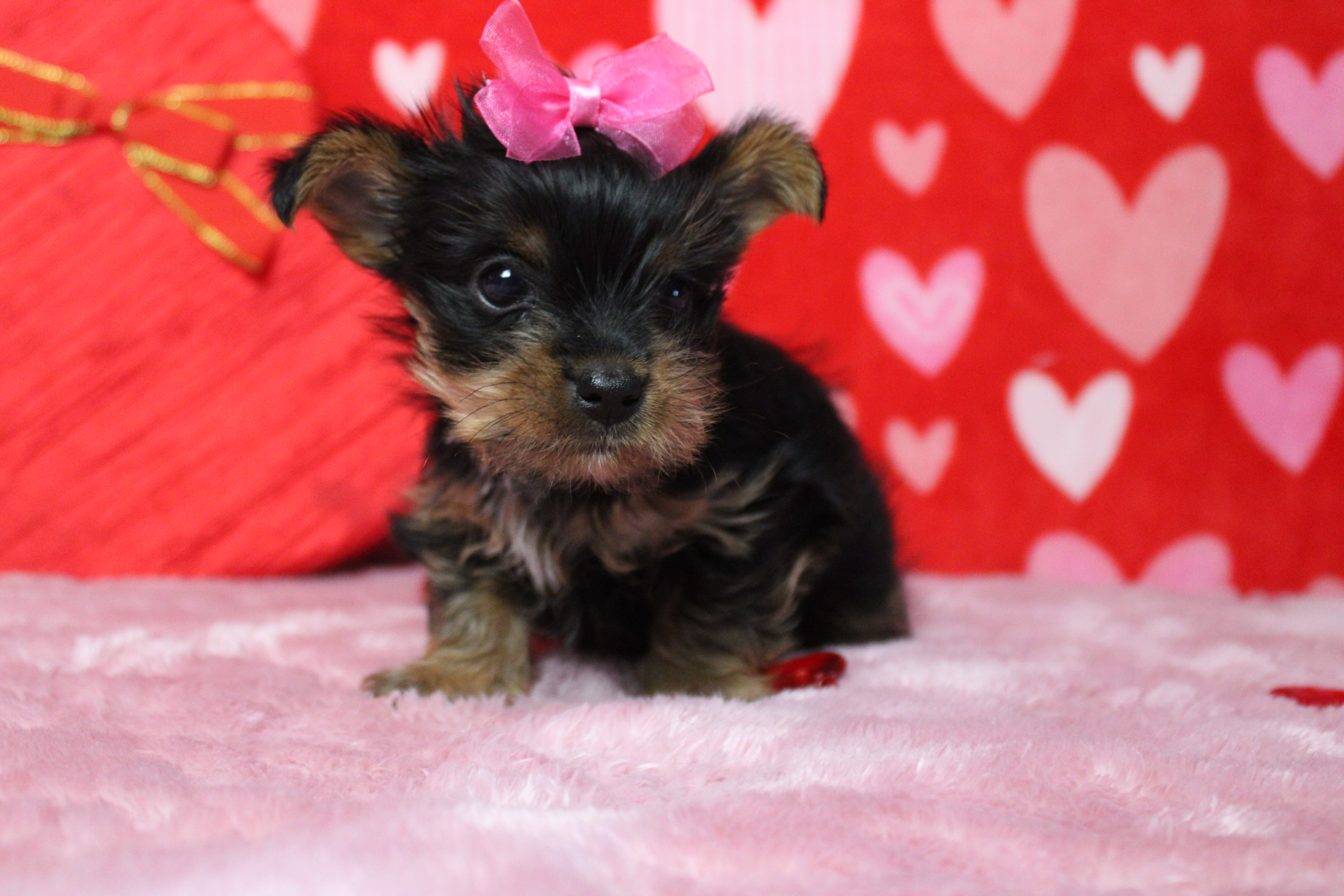 Juliana, a female Yorkshire Terrier for sale in Trenton, MO – Photo 2 of 7