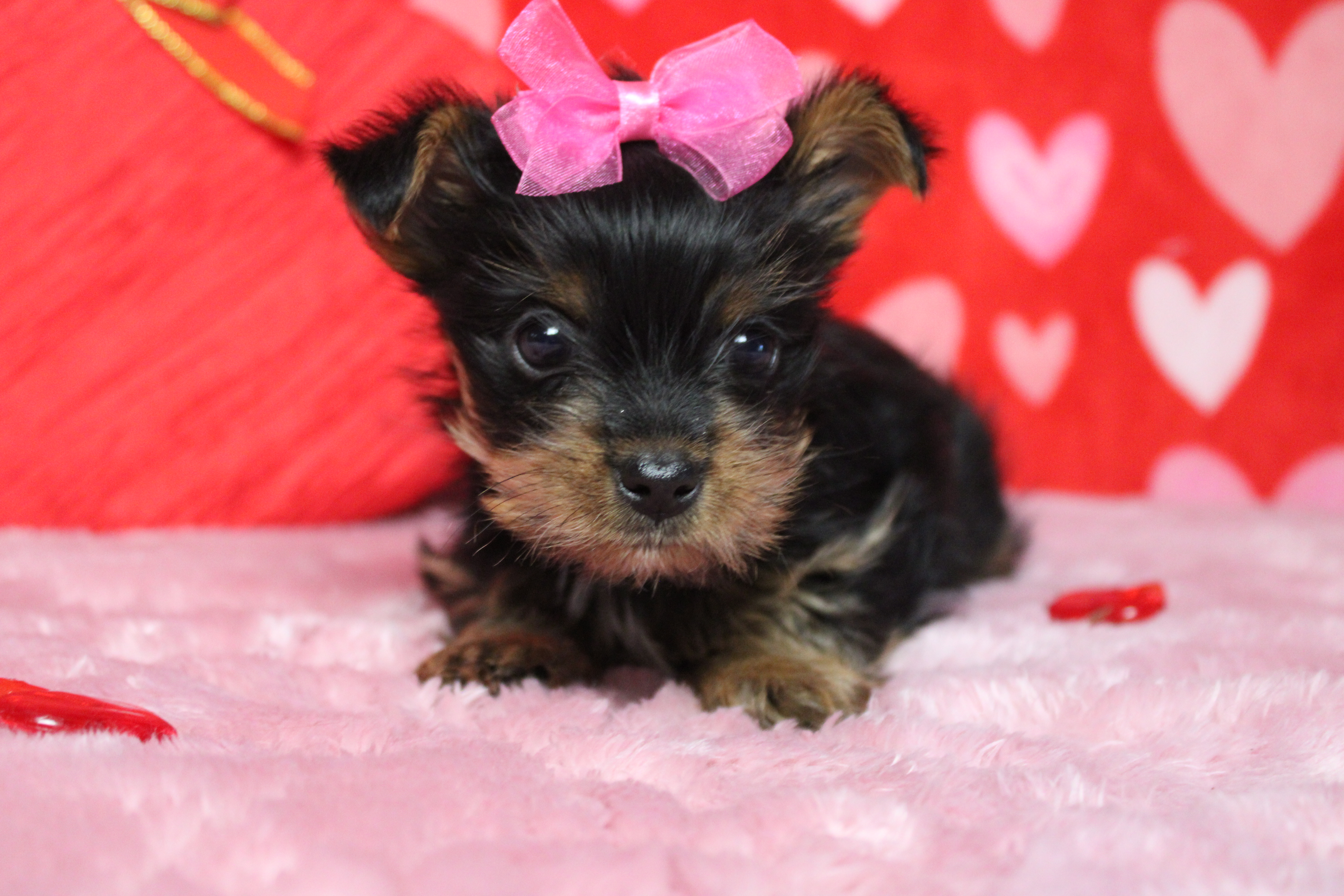Juliana, a female Yorkshire Terrier for sale in Trenton, MO – Photo 4 of 7