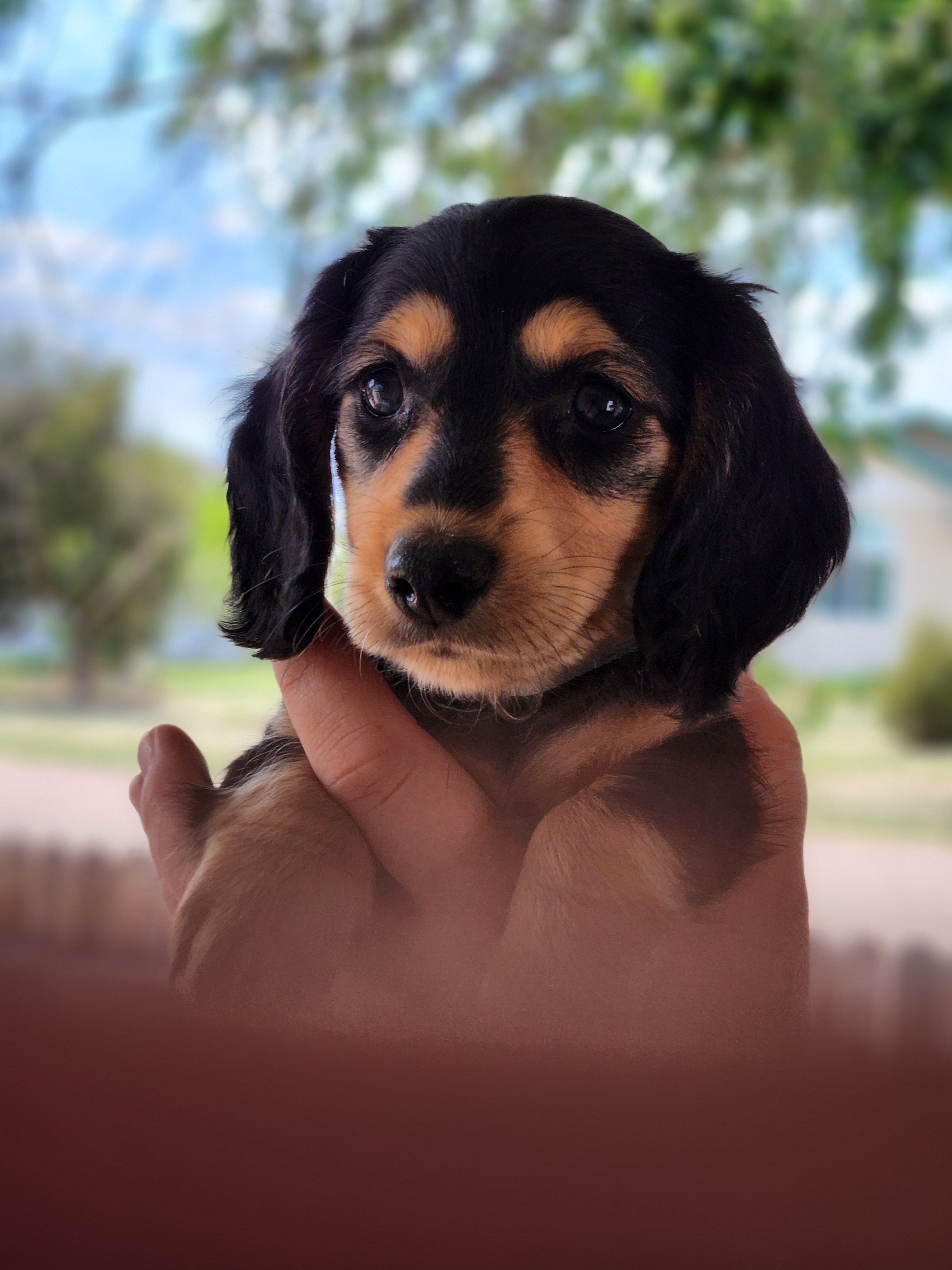 Dallas – Miniature Dachshund puppy for sale in Penrose, CO