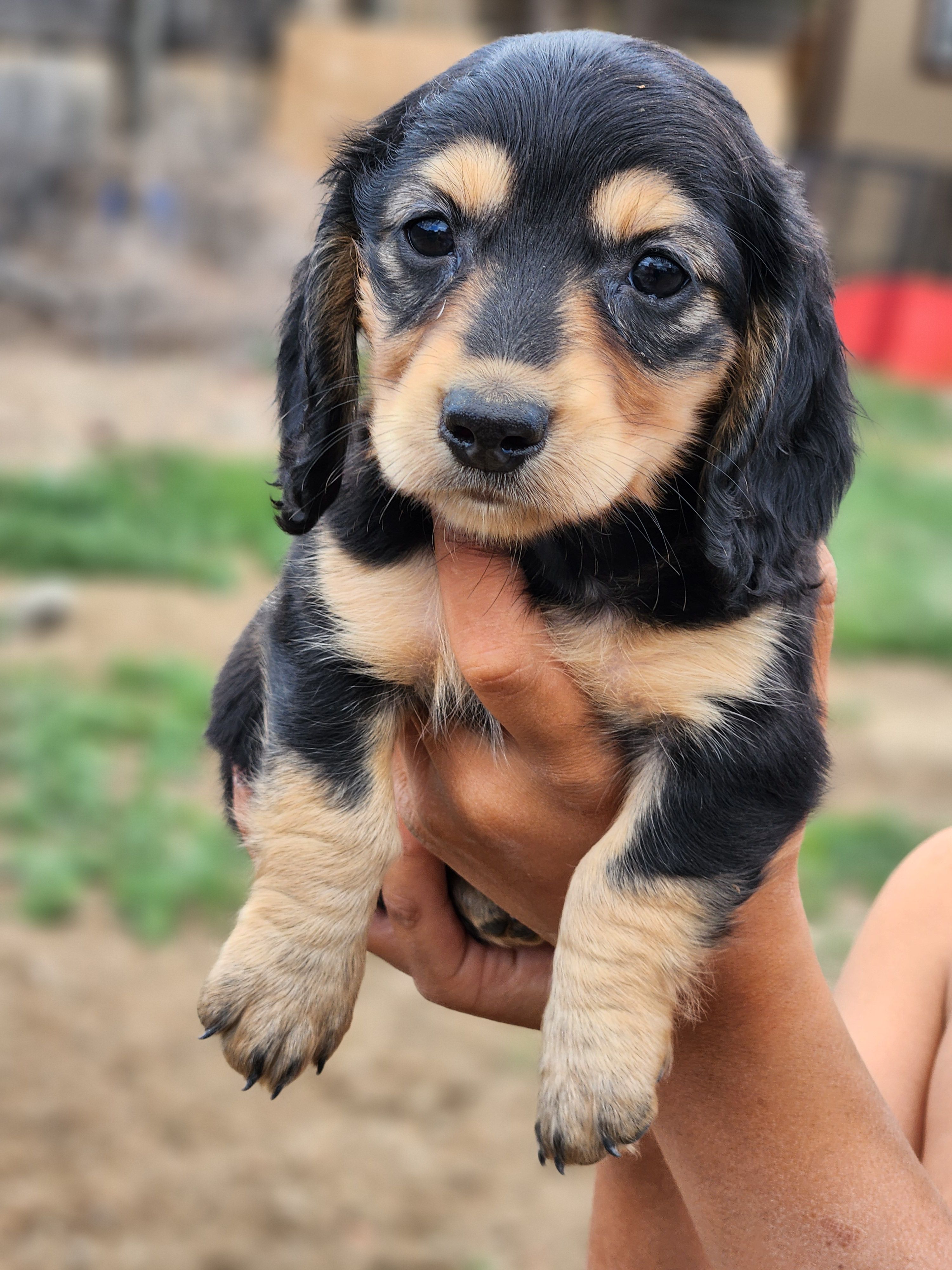 Dallas – Miniature Dachshund puppy for sale in Penrose, CO
