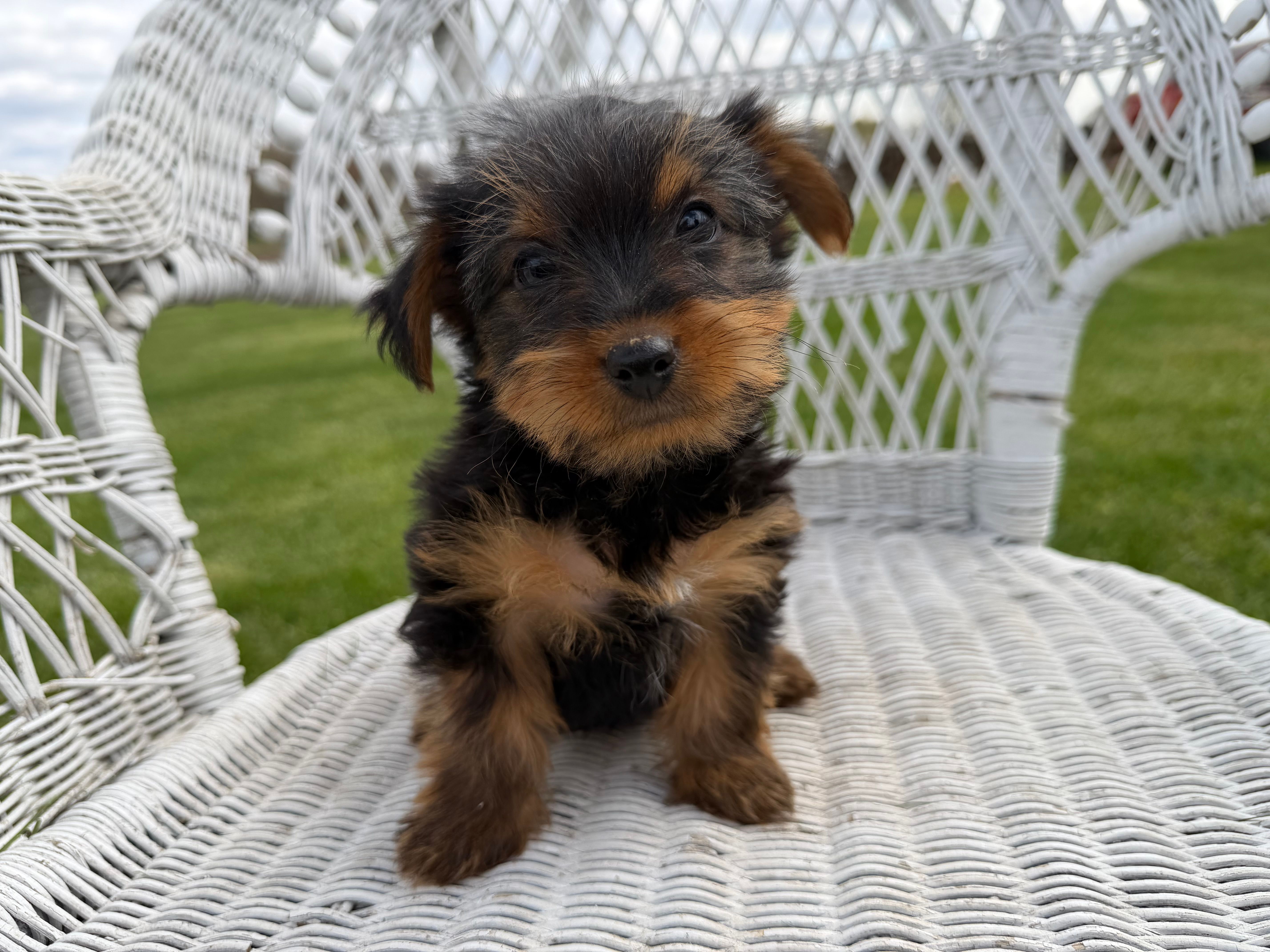 Freddie – Yorkshire Terrier puppy for sale in Athens, WI