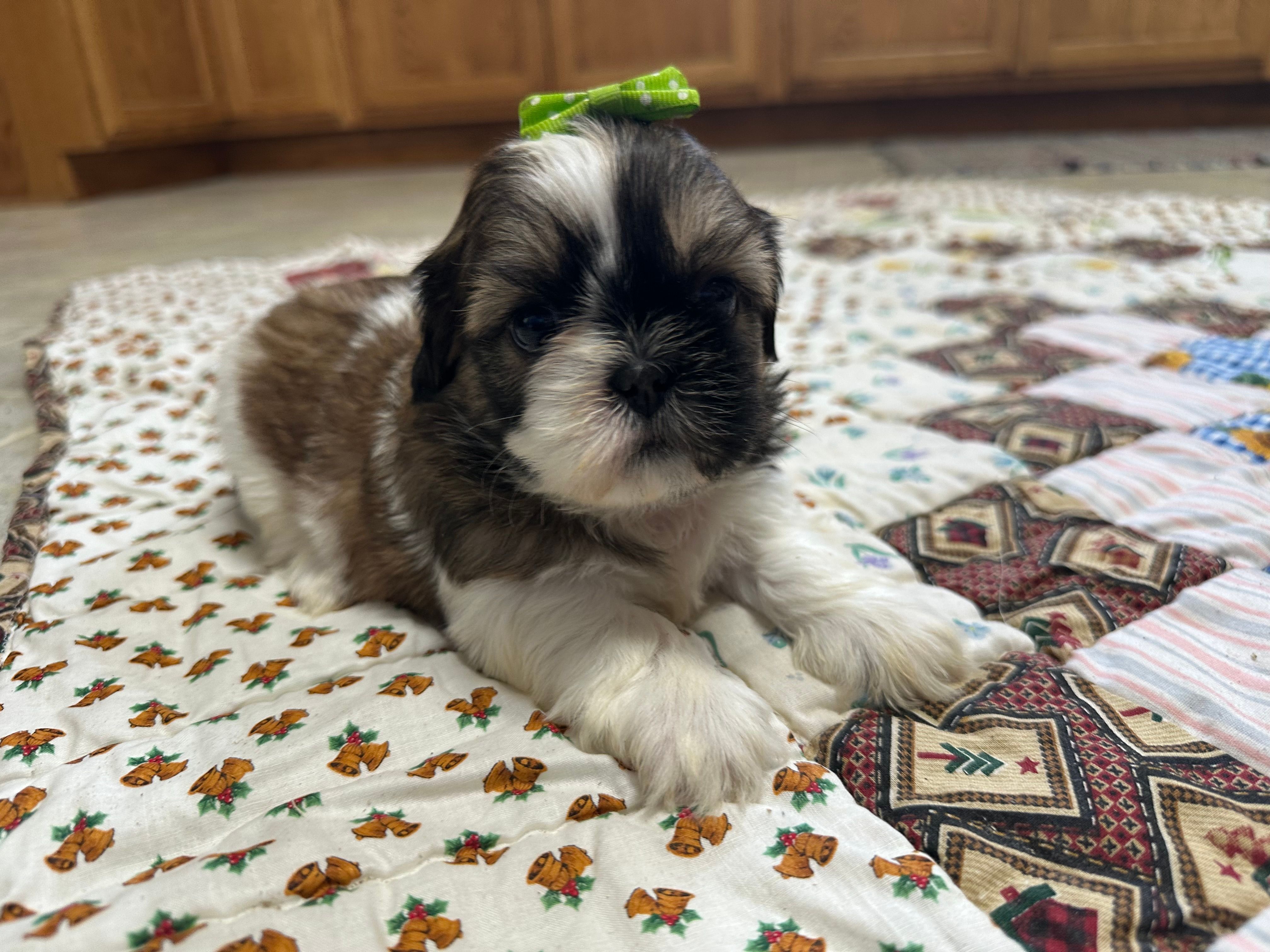 Roxy – Shih Tzu puppy for sale in Athens, WI