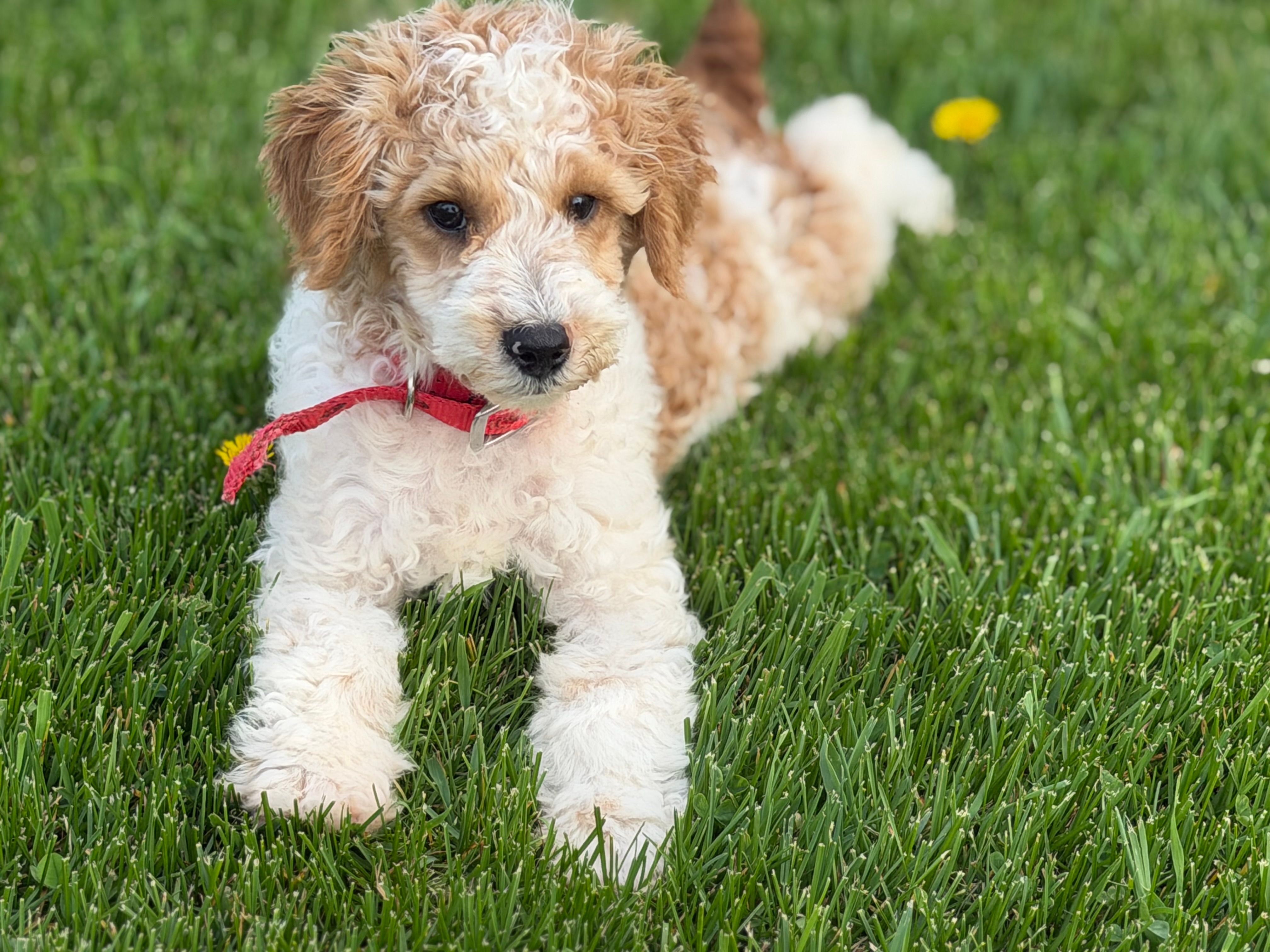 Dean – Poodle - Miniature  puppy for sale in Athens, WI