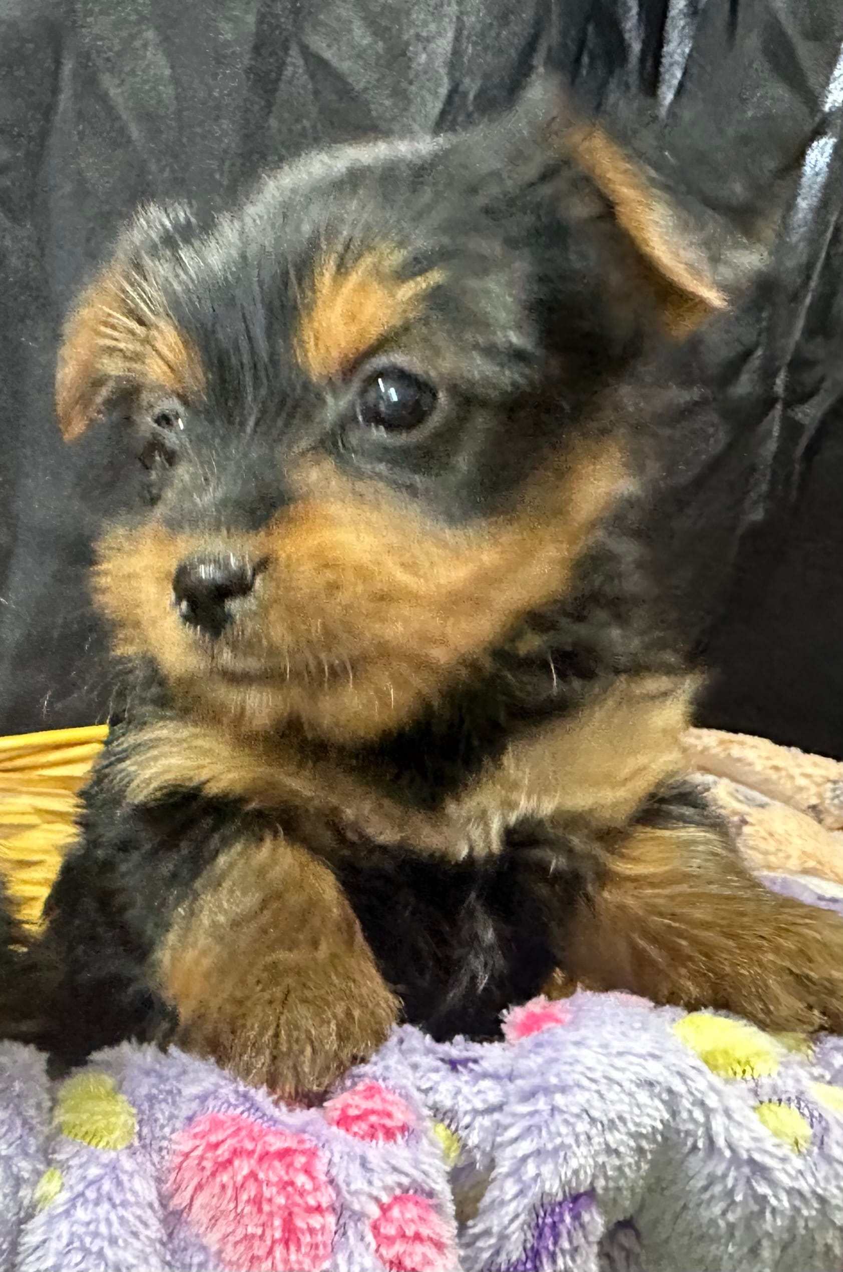 Tillie – Yorkshire Terrier puppy for sale in Athens, WI