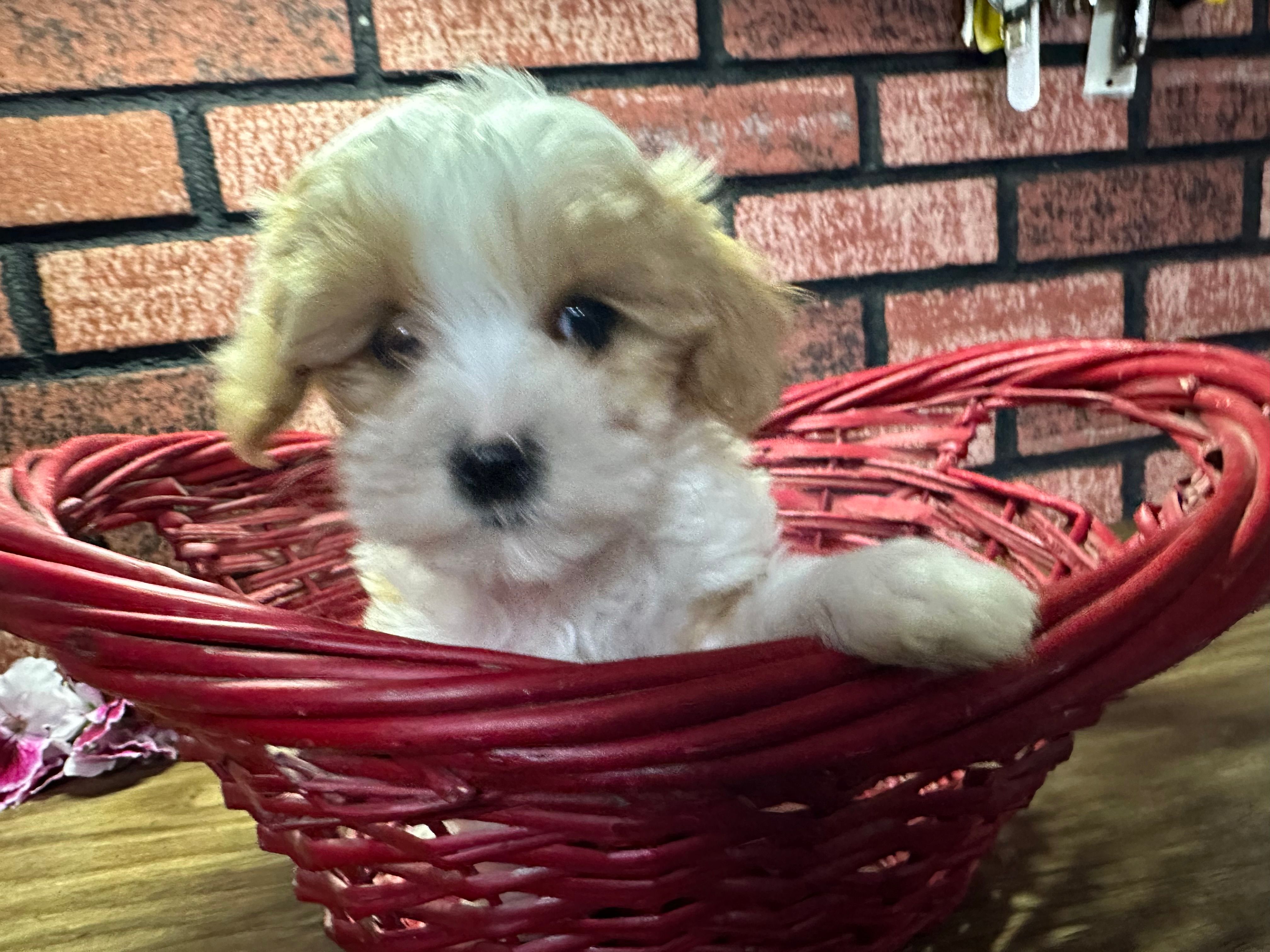 Zane – Maltipoo puppy for sale in Athens, WI