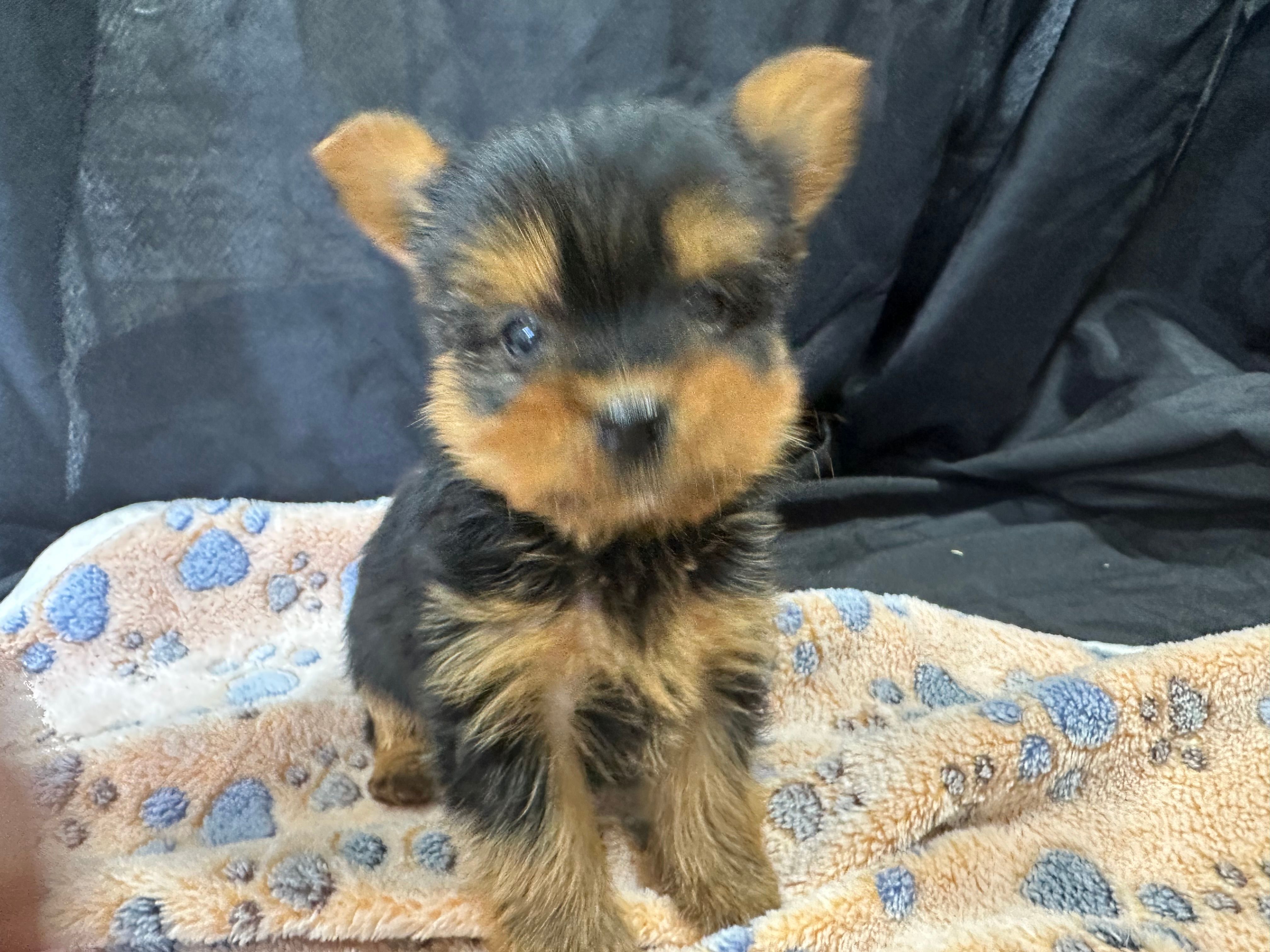 Friskie – Yorkshire Terrier puppy for sale in Athens, WI