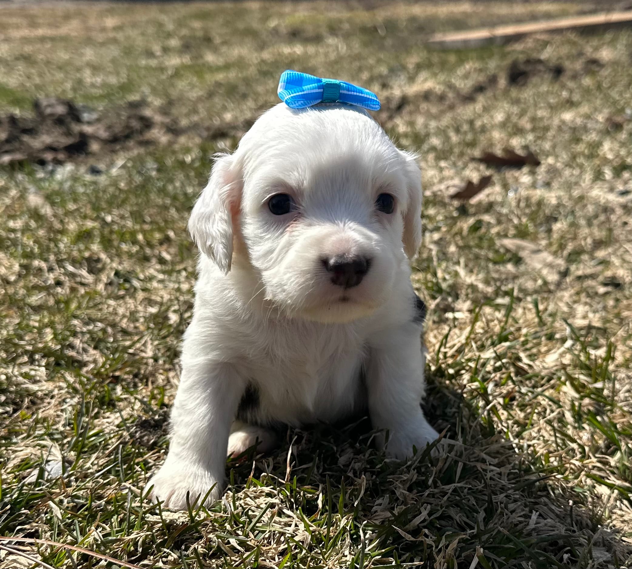 Carole – Cocker Spaniel, Miniature Australian Shepherd puppy for sale in Athens, WI