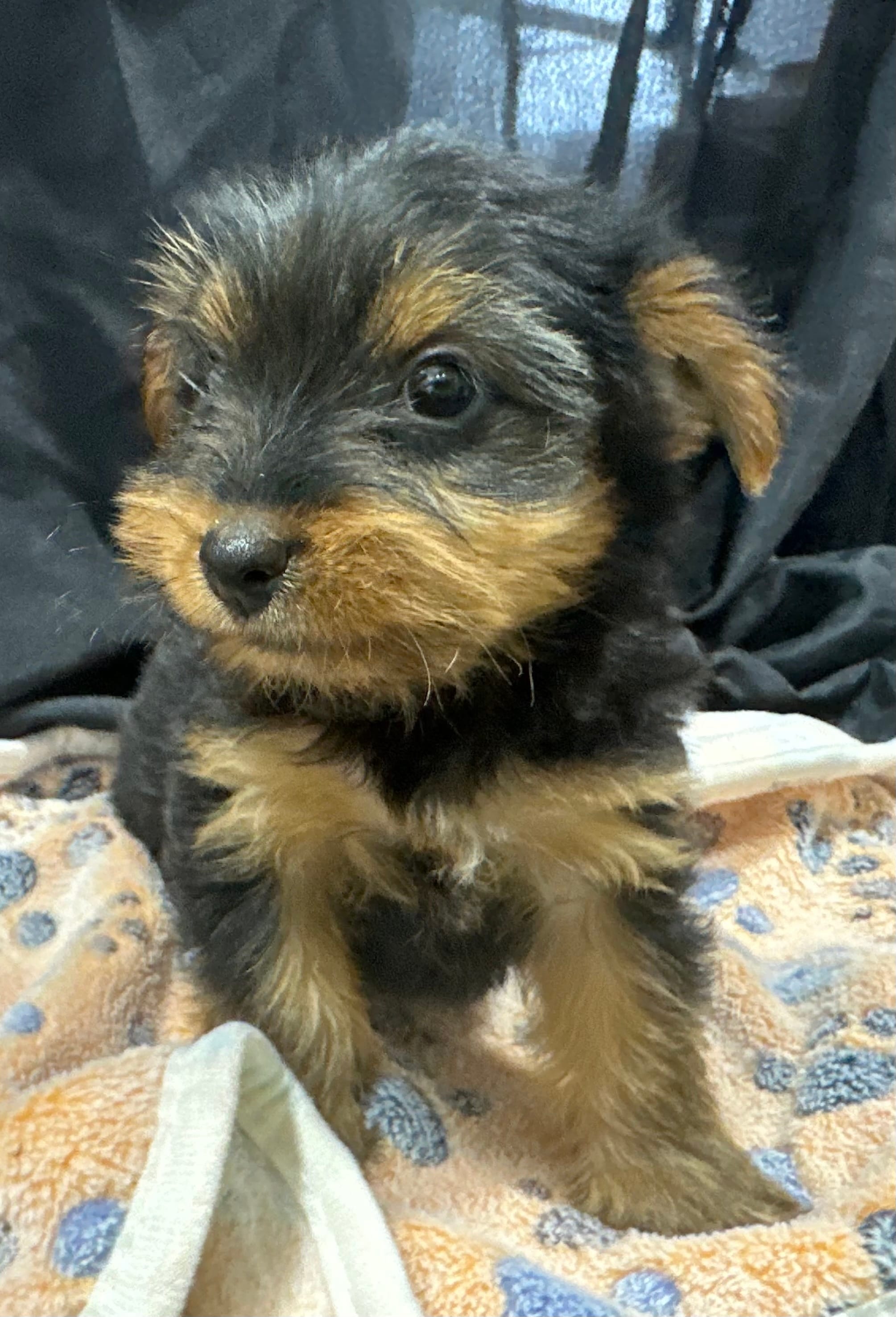 Frankie – Yorkshire Terrier puppy for sale in Athens, WI