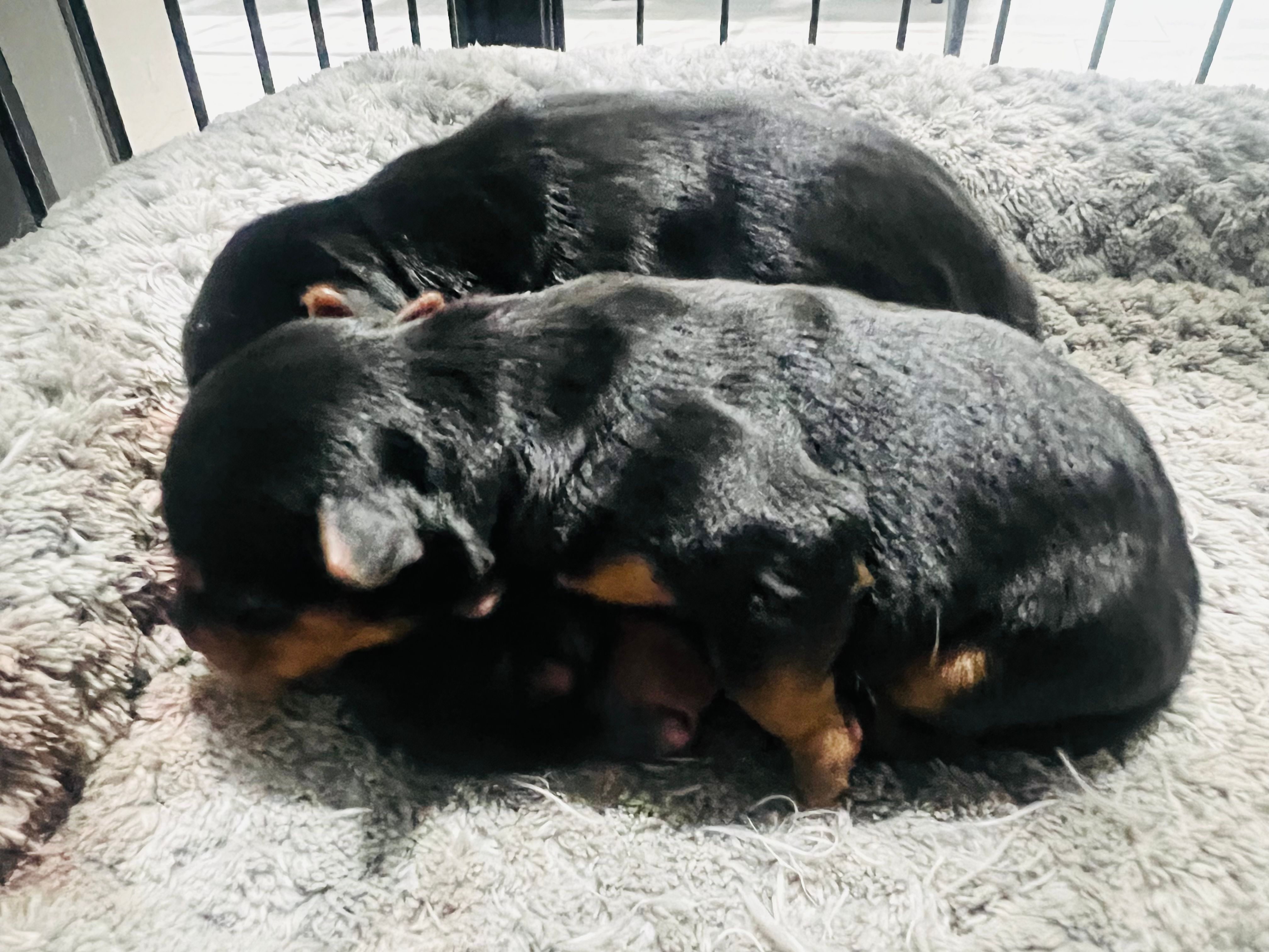 Max – Yorkshire Terrier puppy for sale in Tampa, FL