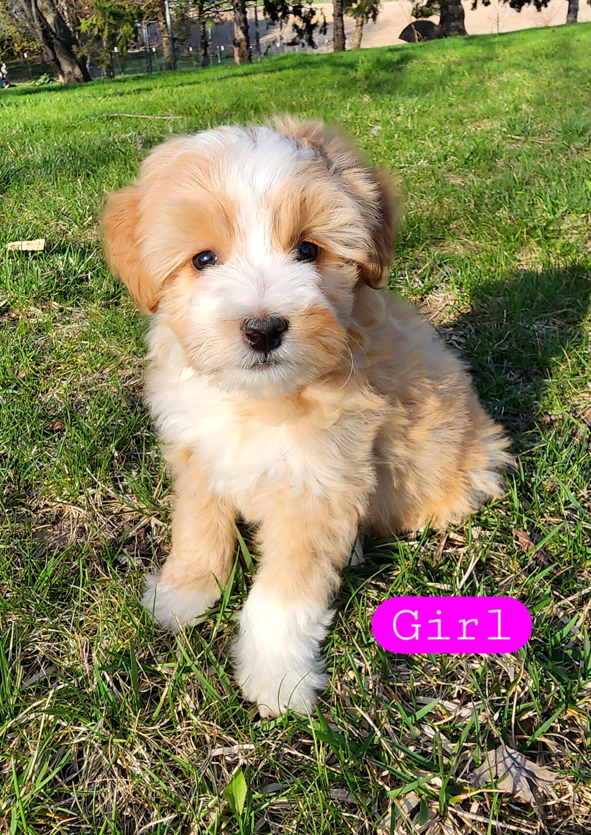 Peanut – Miniature Bernedoodle puppy for sale in Zumbro Falls, MN