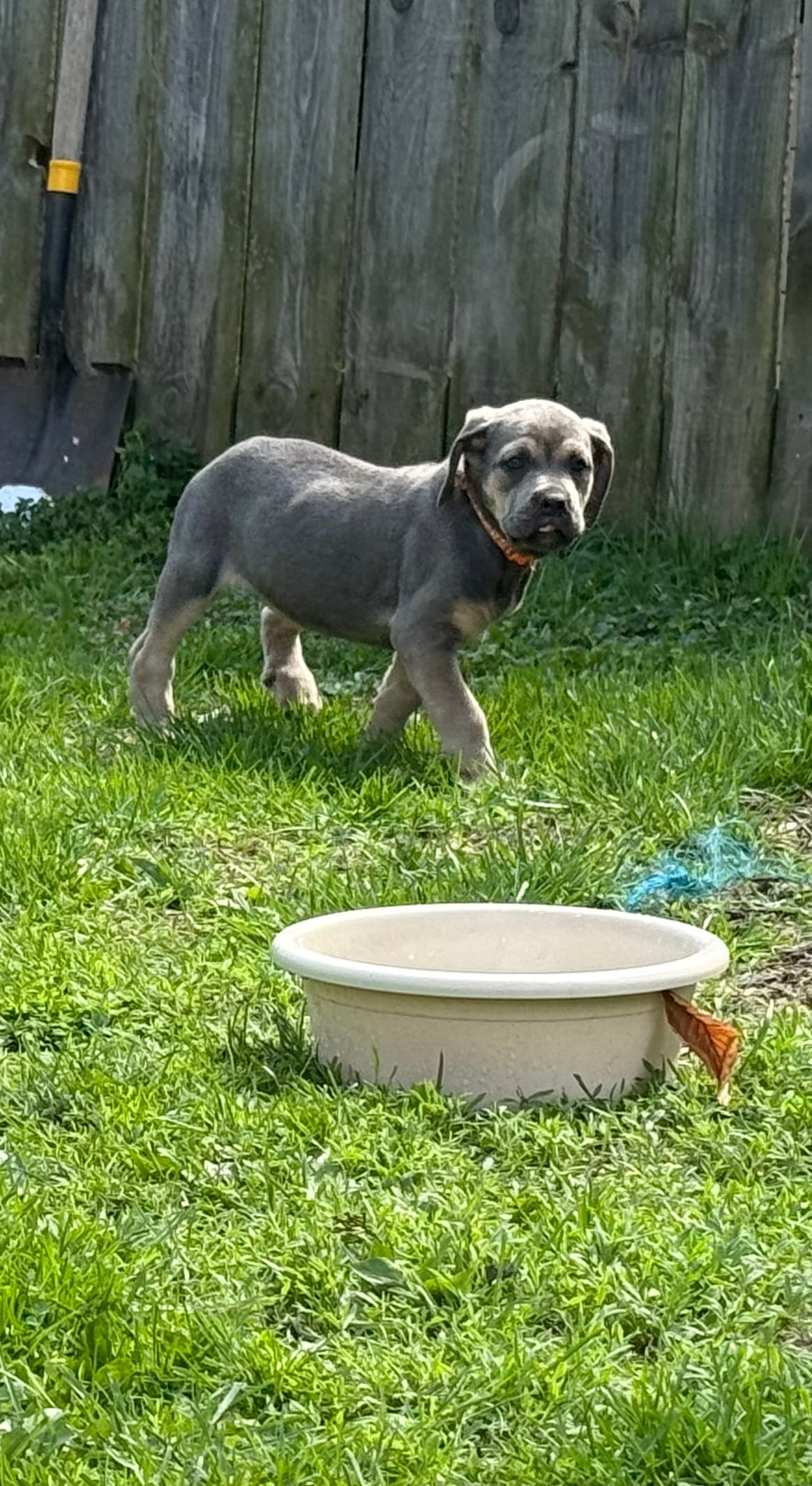 Chloey – Cane Corso puppy for sale in Kokomo, IN