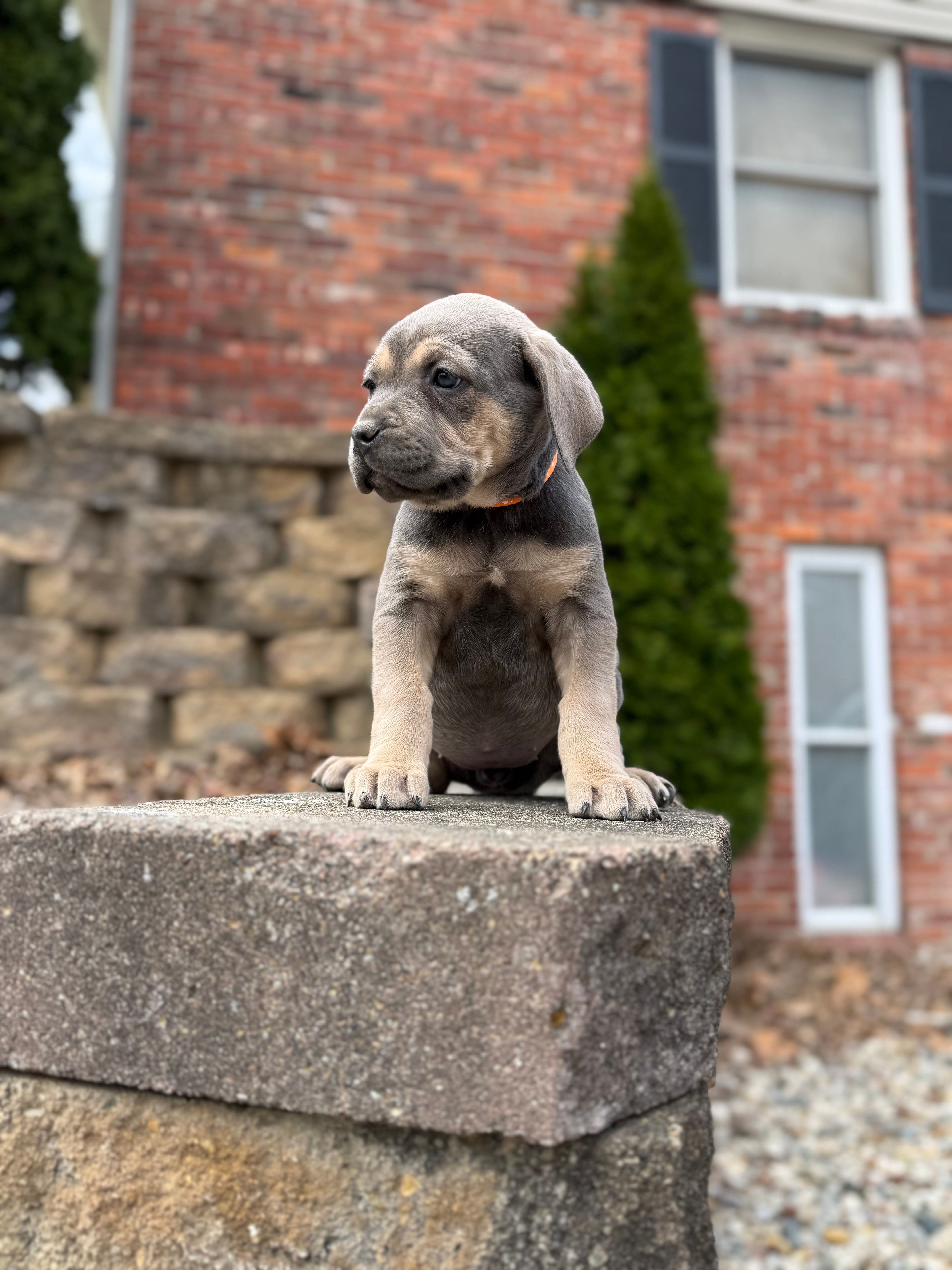 Chloey – Cane Corso puppy for sale in Kokomo, IN