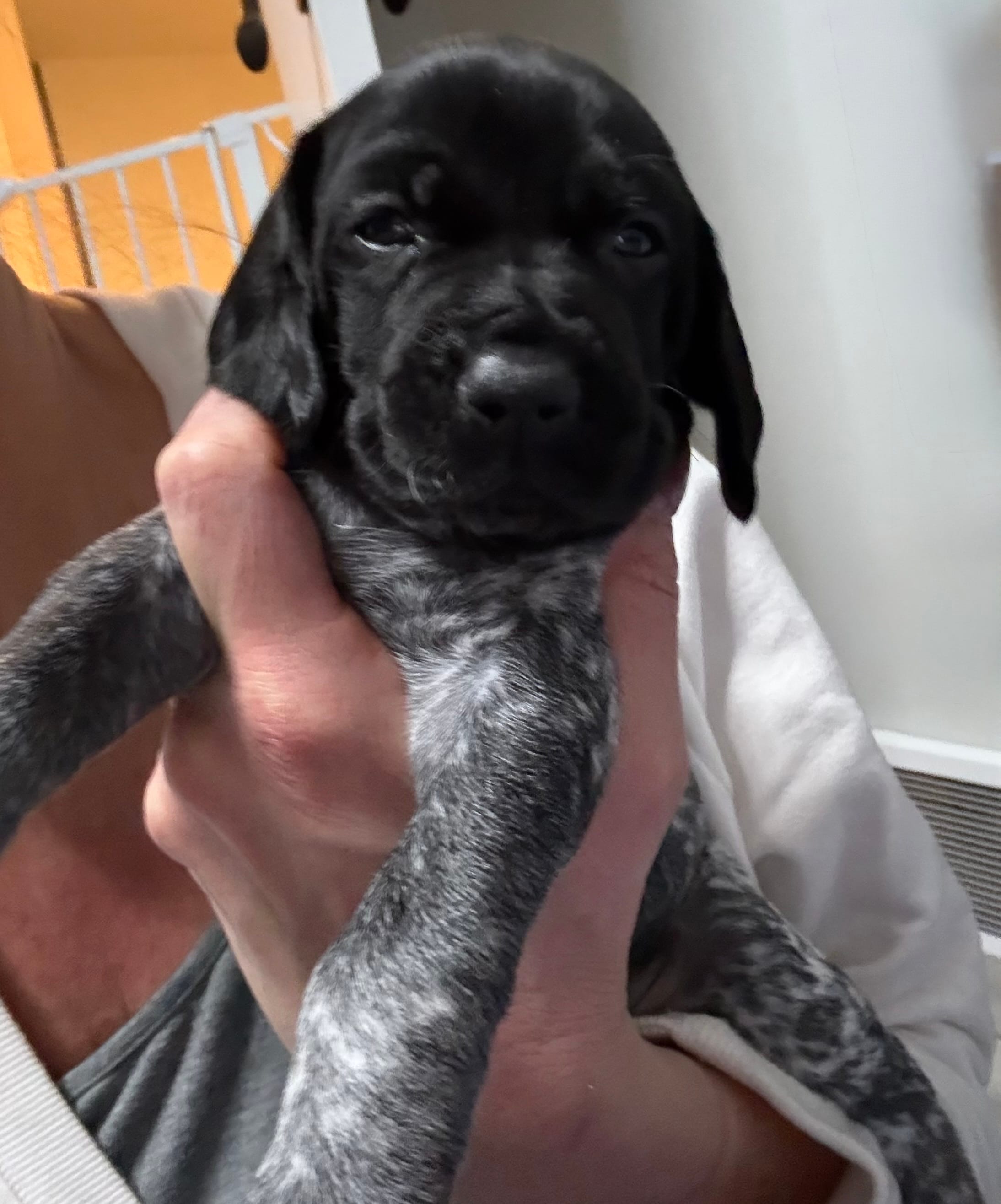 Jessie – German Shorthaired Pointer puppy for sale in Fremont, NE