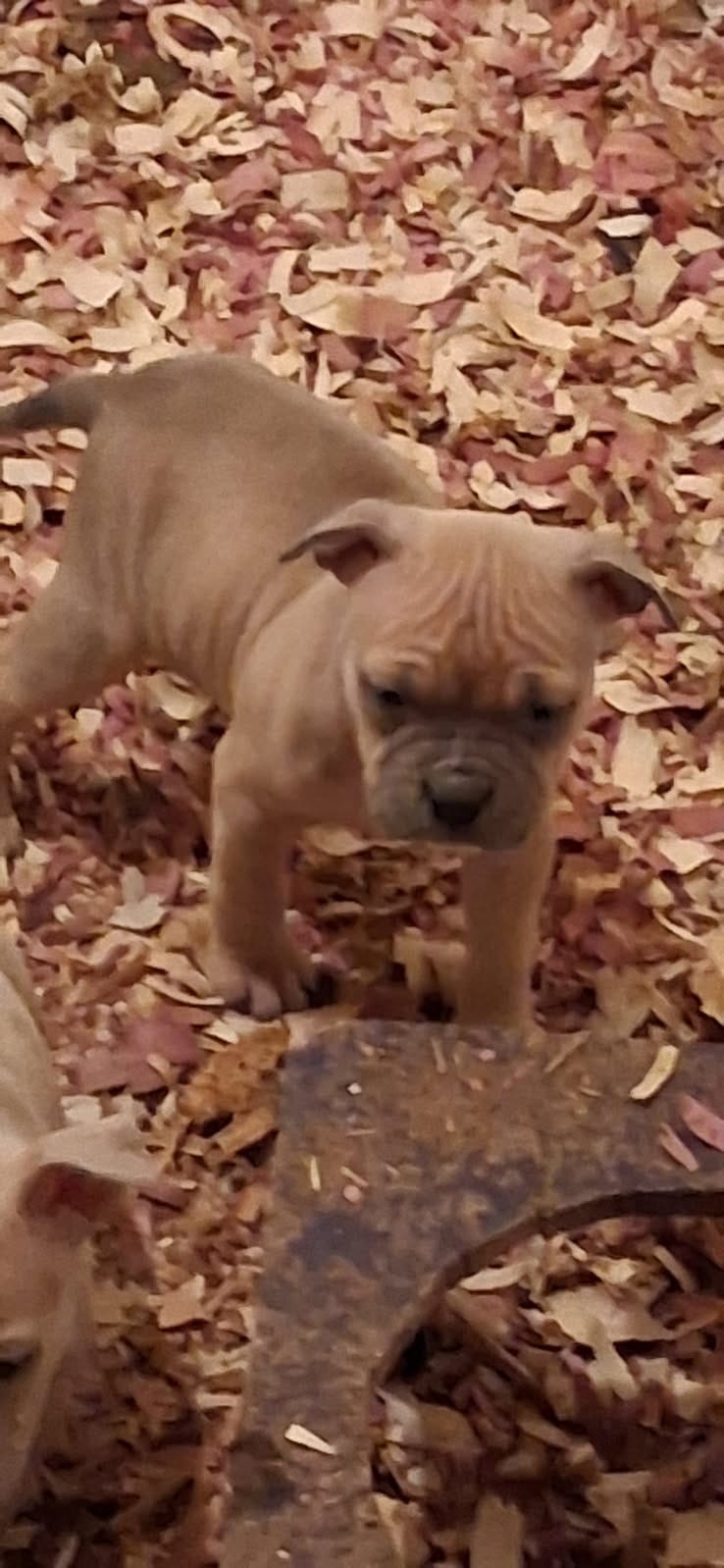 Female American Bully Merle B – American Bully puppy for sale in Syracuse, NY