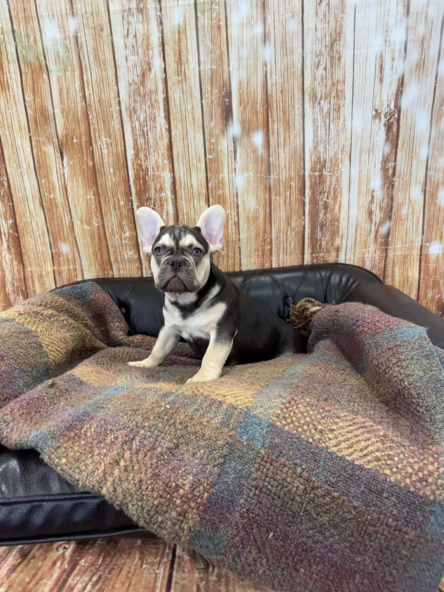 River – French Bulldog puppy for sale in Harrisburg, SD