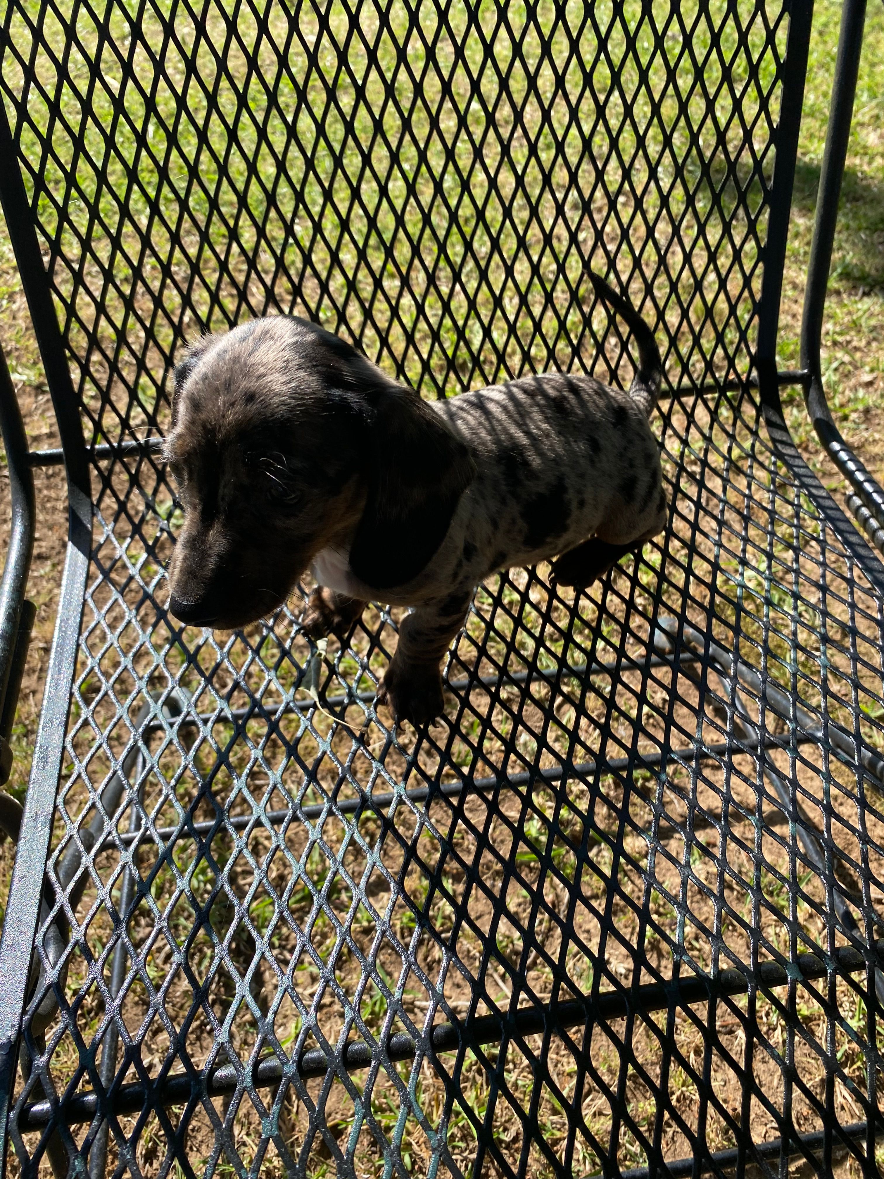 Lizzy Mae – Miniature Dachshund puppy for sale in Saluda, SC