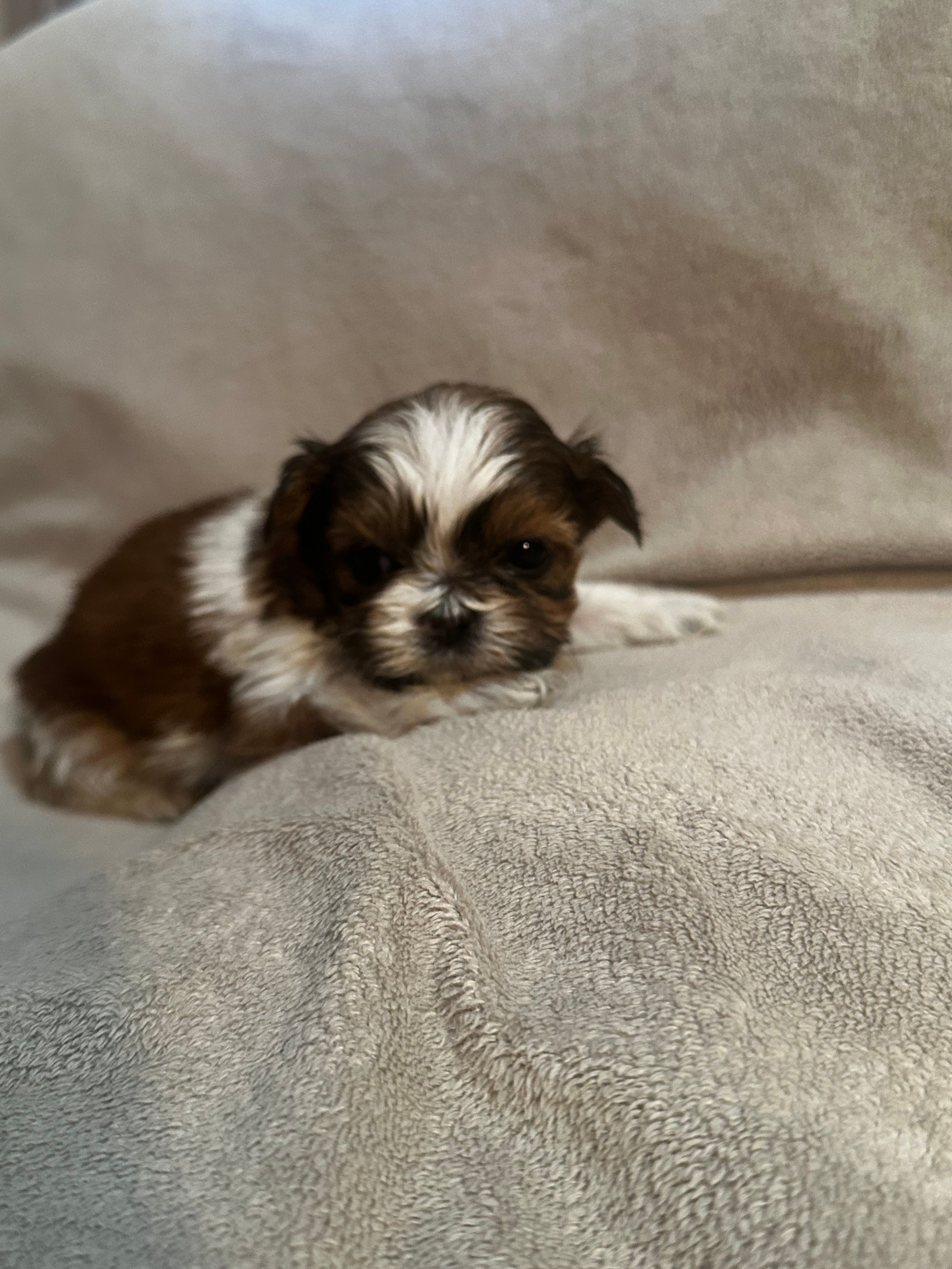 Tiny Tim *toy – Shih Tzu puppy for sale in Naperville, IL