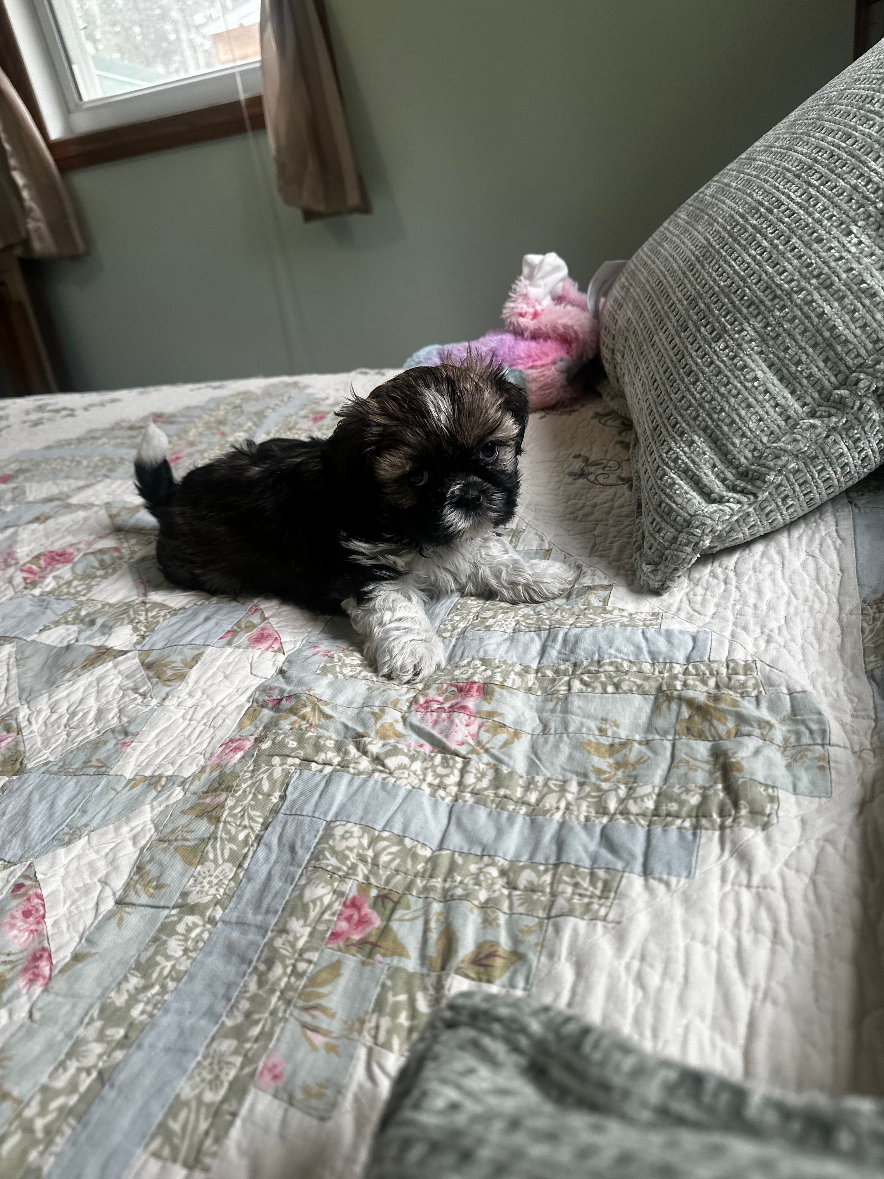 AKC benny – Shih Tzu puppy for sale in Naperville, IL