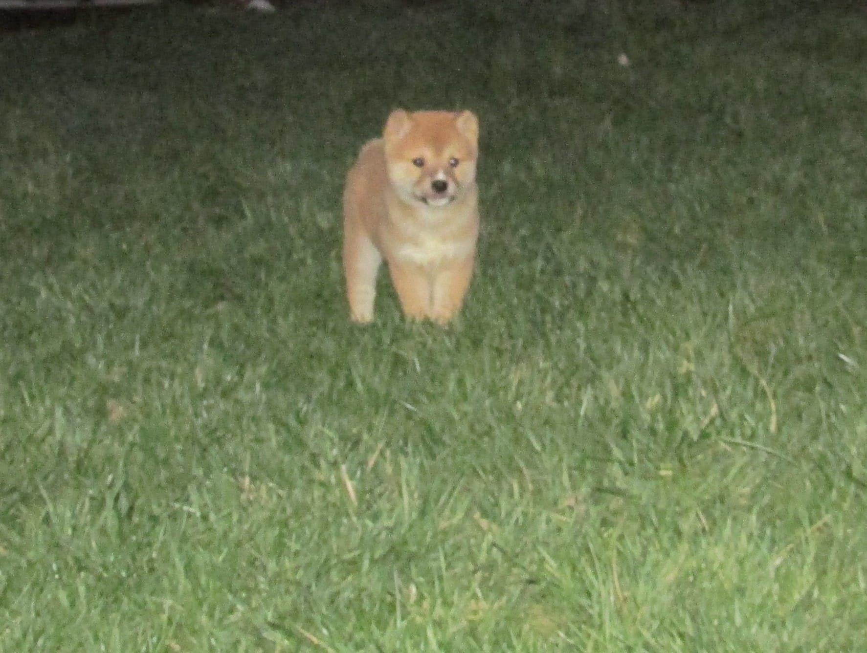 Teddy – Shiba Inu puppy for sale in Kenton, OH