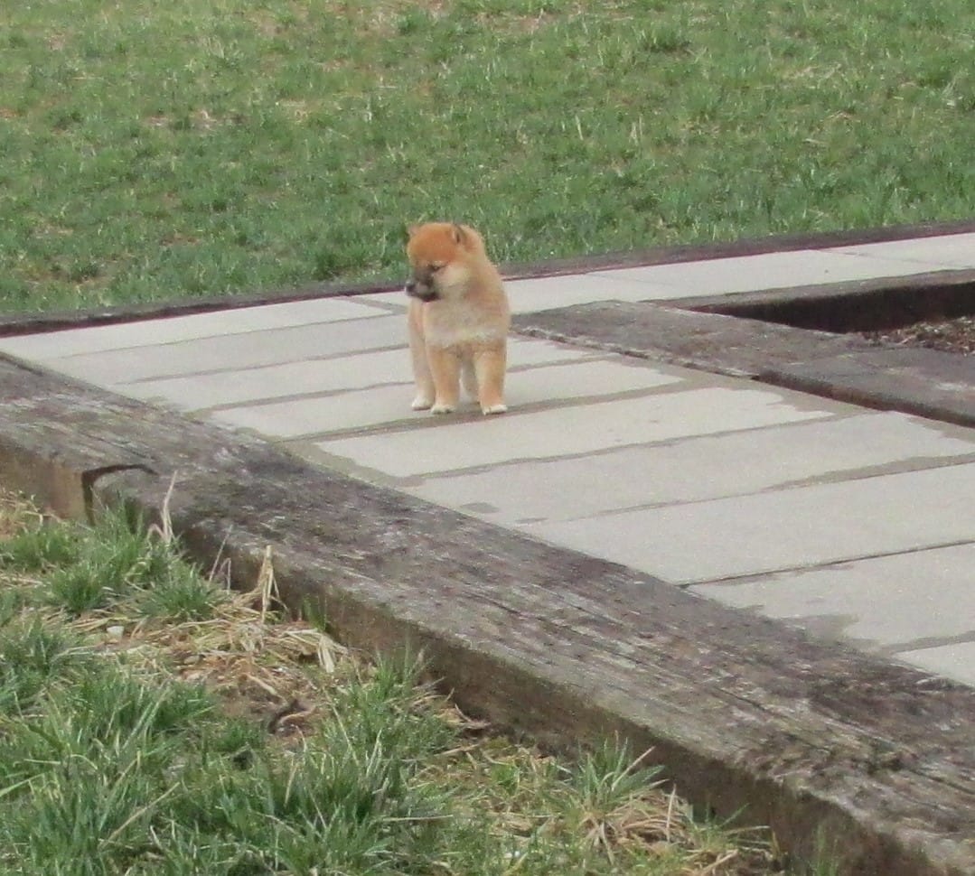 Dolly – Shiba Inu puppy for sale in Kenton, OH