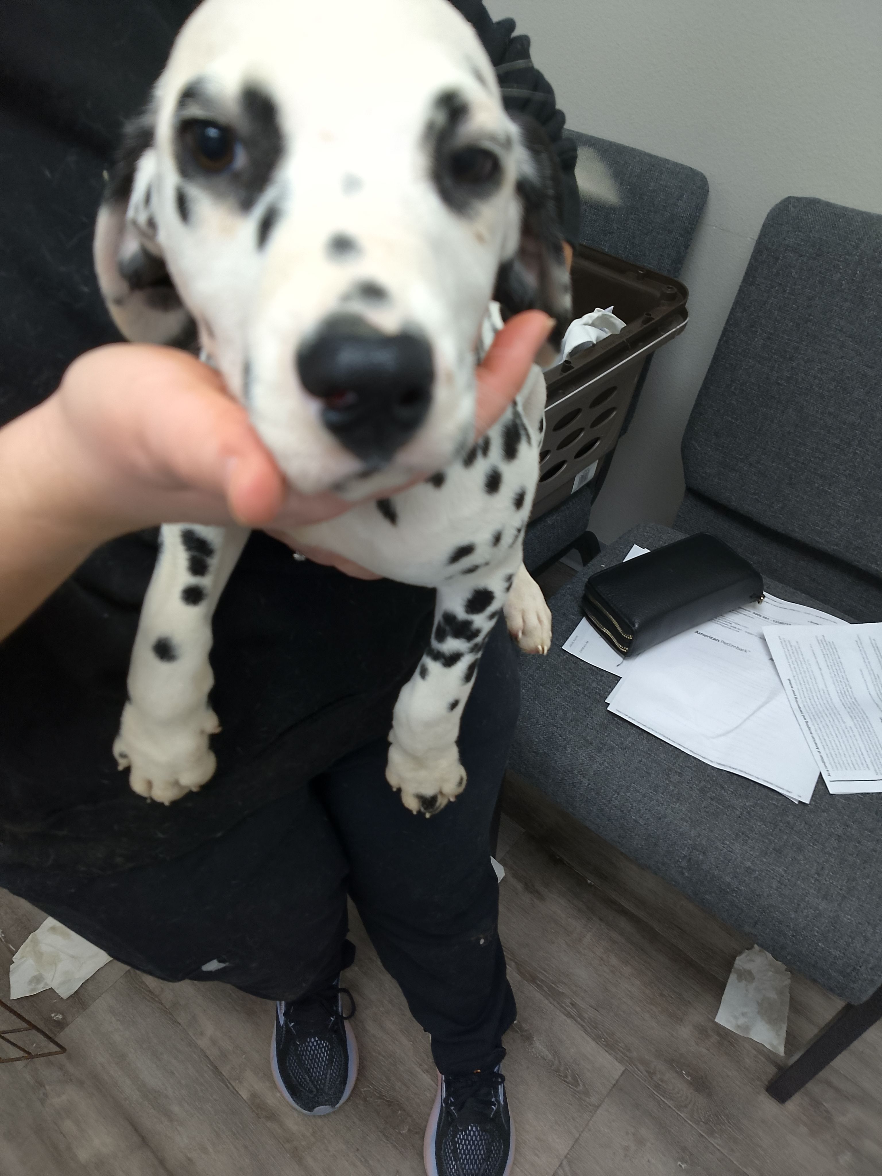 Rosaline Boy Tan – Dalmatian puppy for sale in Groveton, TX