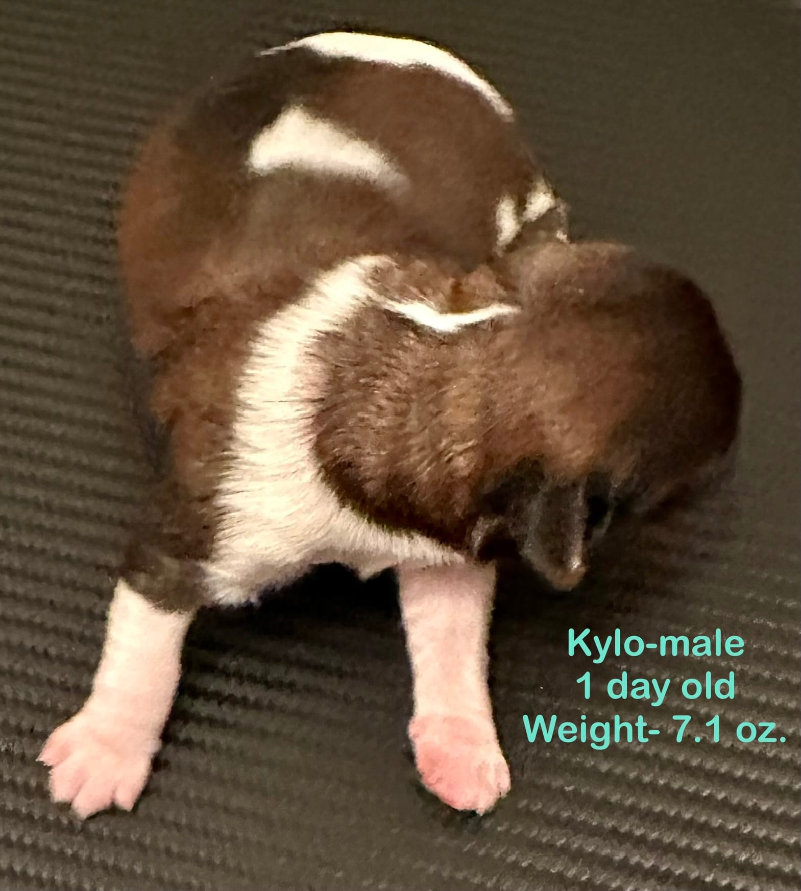 Kylo – Shih Tzu, Shorkie puppy for sale in Arlington, KY