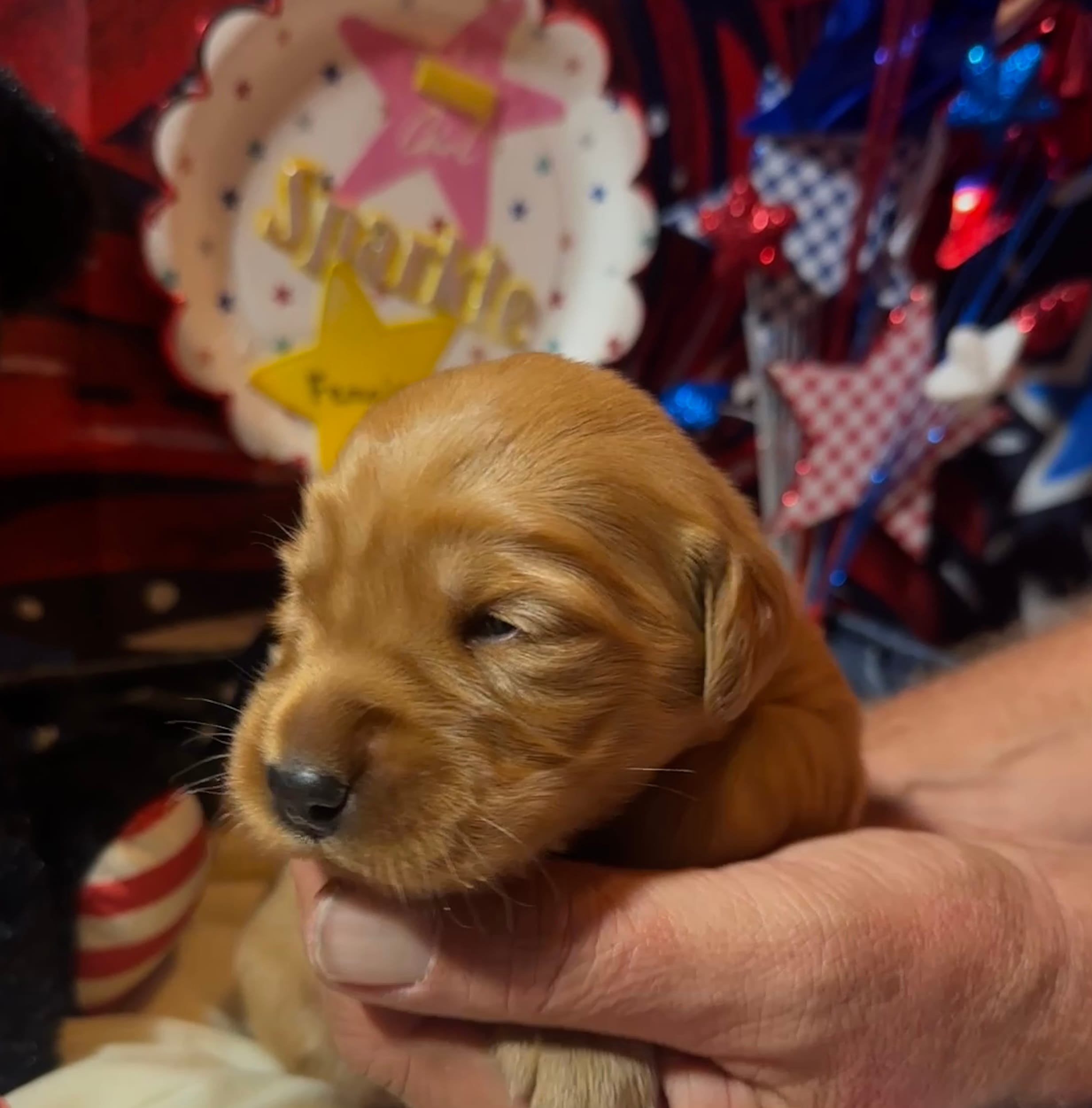 AKC Sparkle – Golden Retriever puppy for sale in Arlington, KY