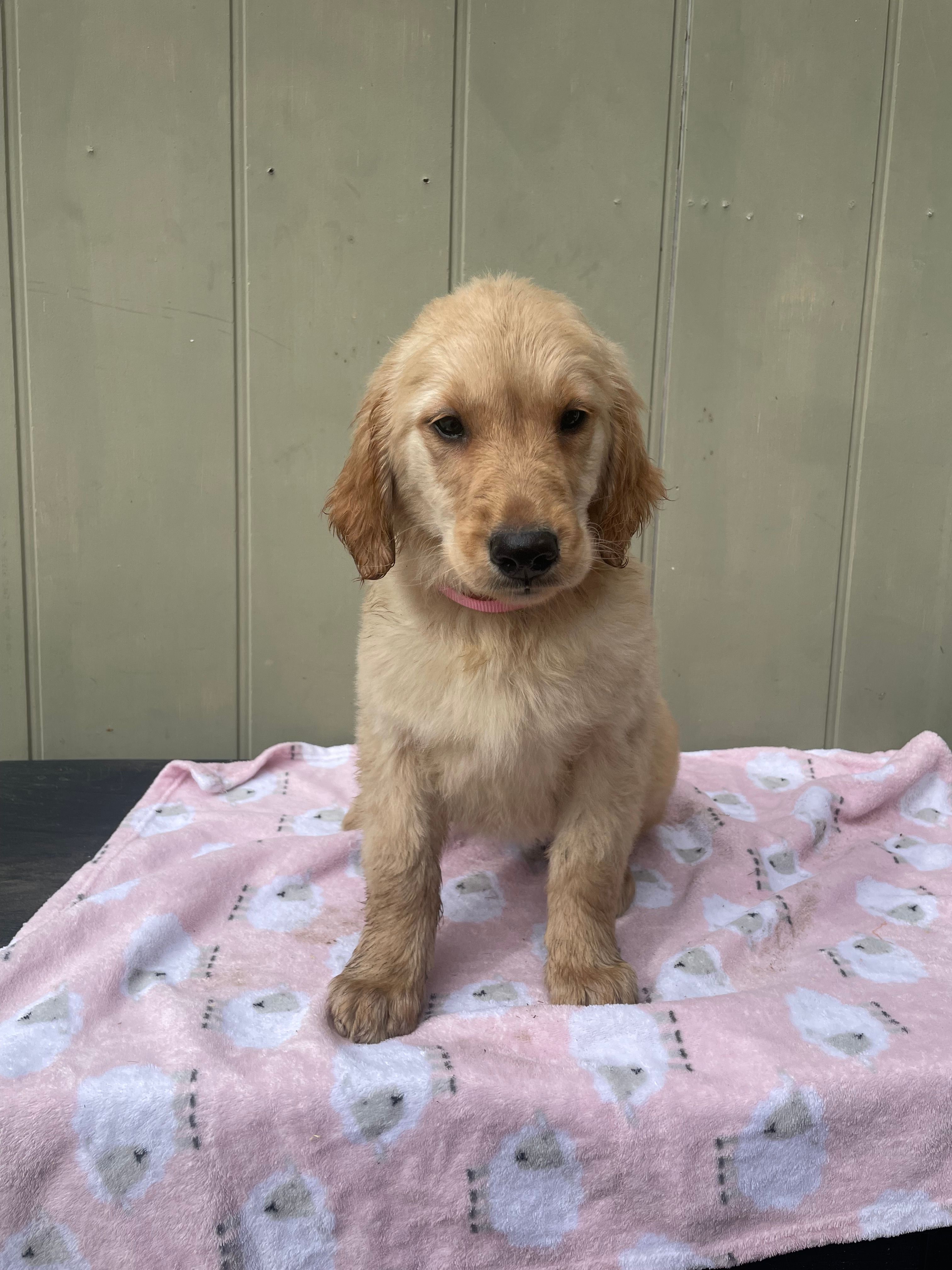 AKC Female – Golden Retriever puppy for sale in Dearing, GA