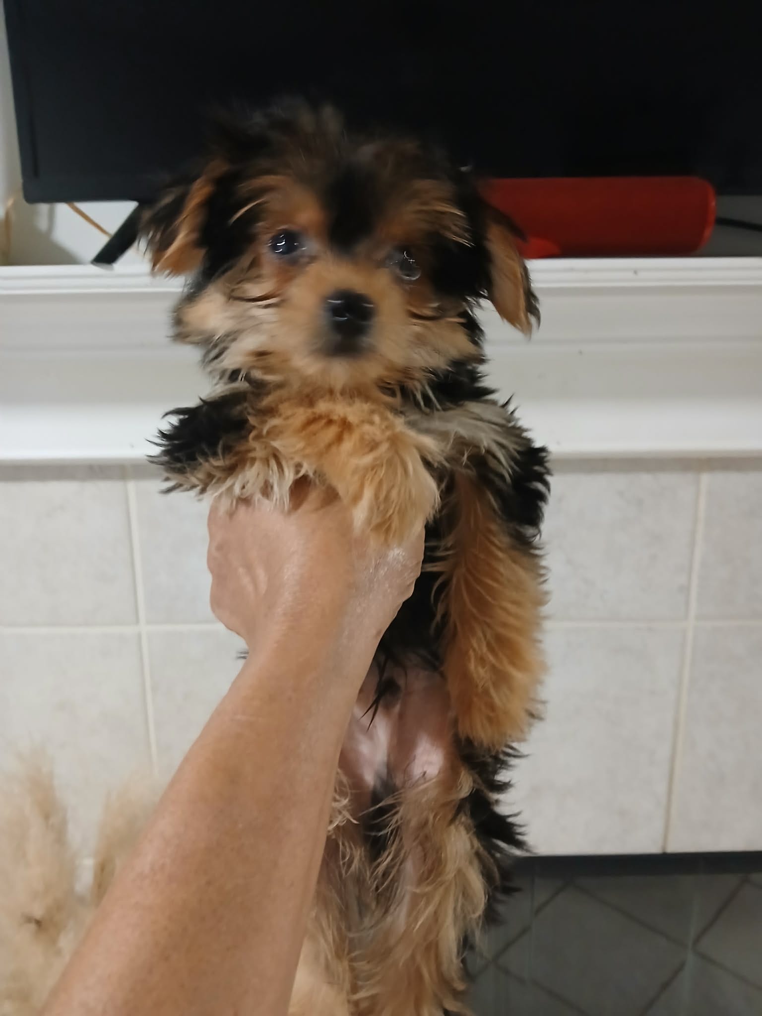 Dash – Yorkshire Terrier puppy for sale in Slidell, LA