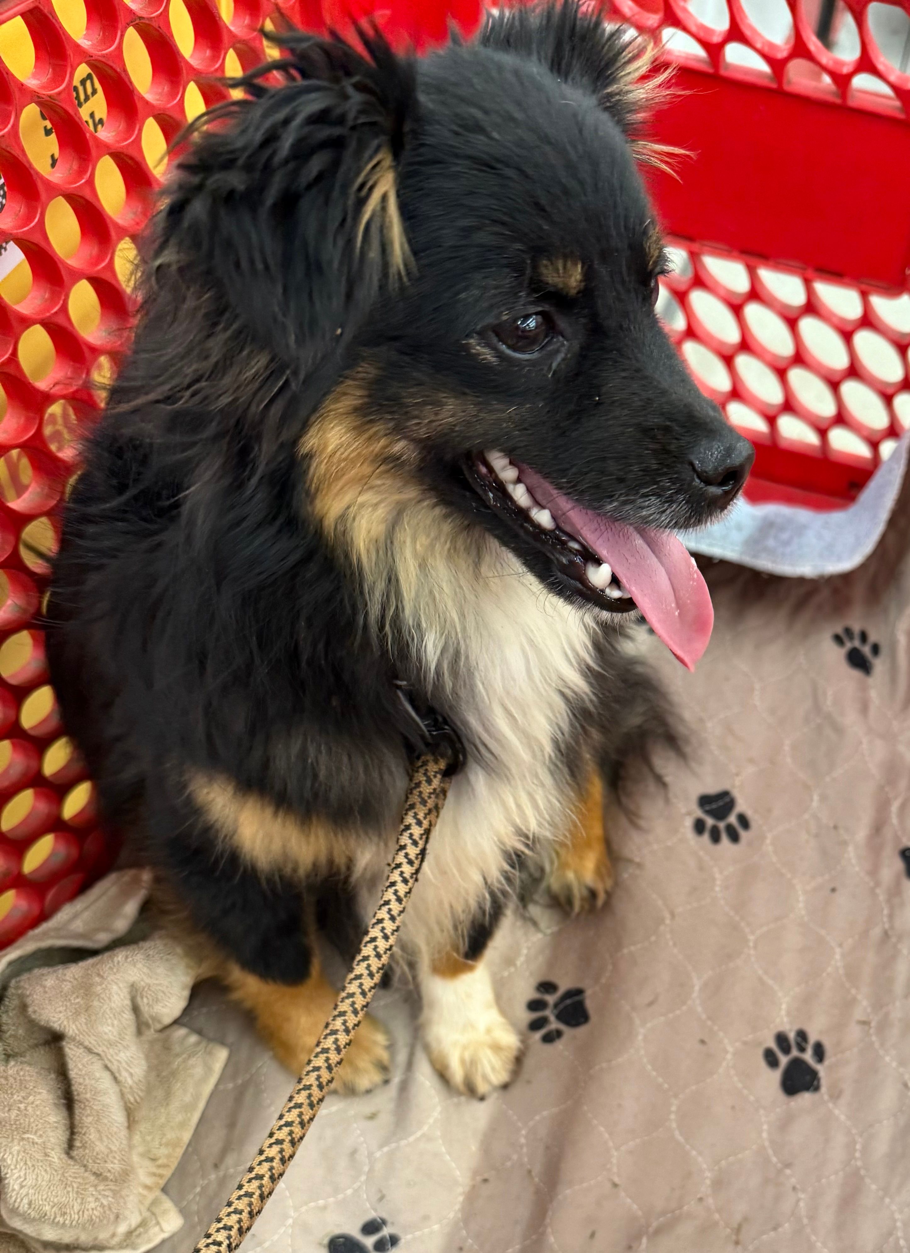 Loudon – Toy Australian Shepherd puppy for sale in Jefferson City, TN