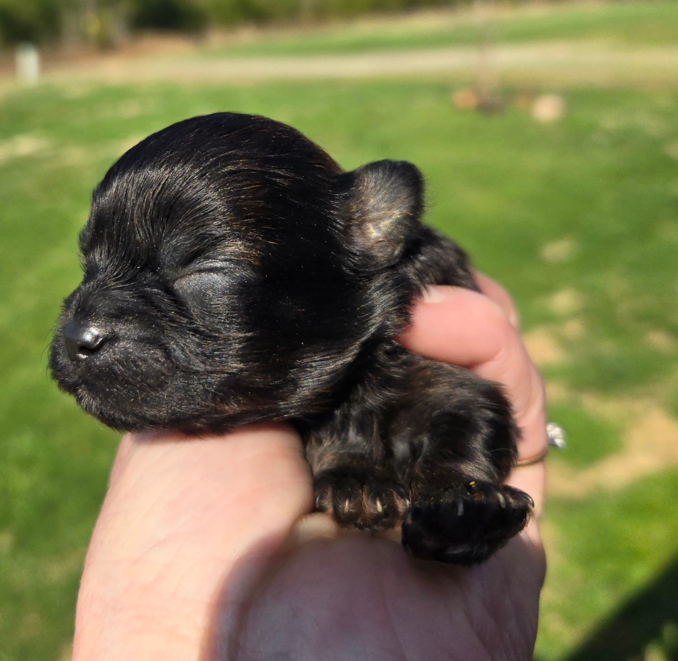 Mindy  – Shihpoo puppy for sale in Boydton, VA