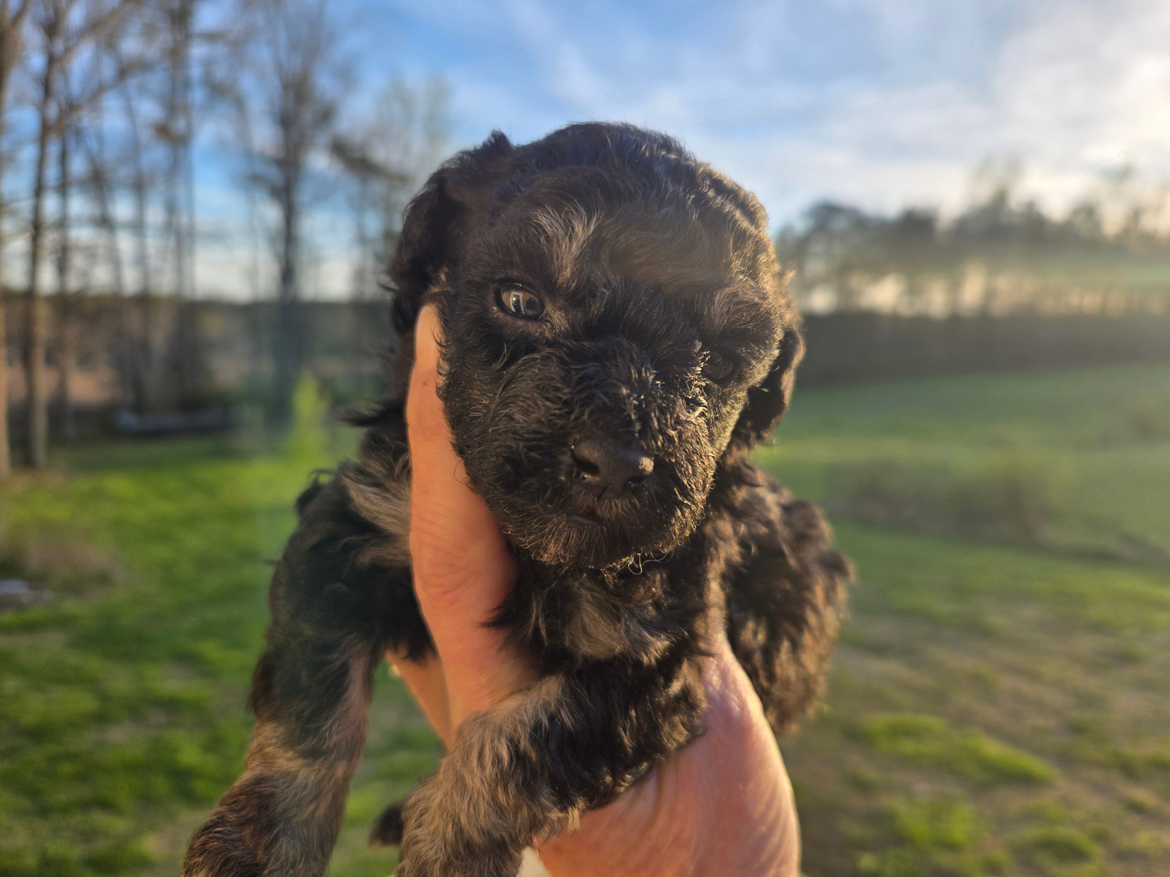 Jerry – Poodle - Toy  puppy for sale in Boydton, VA