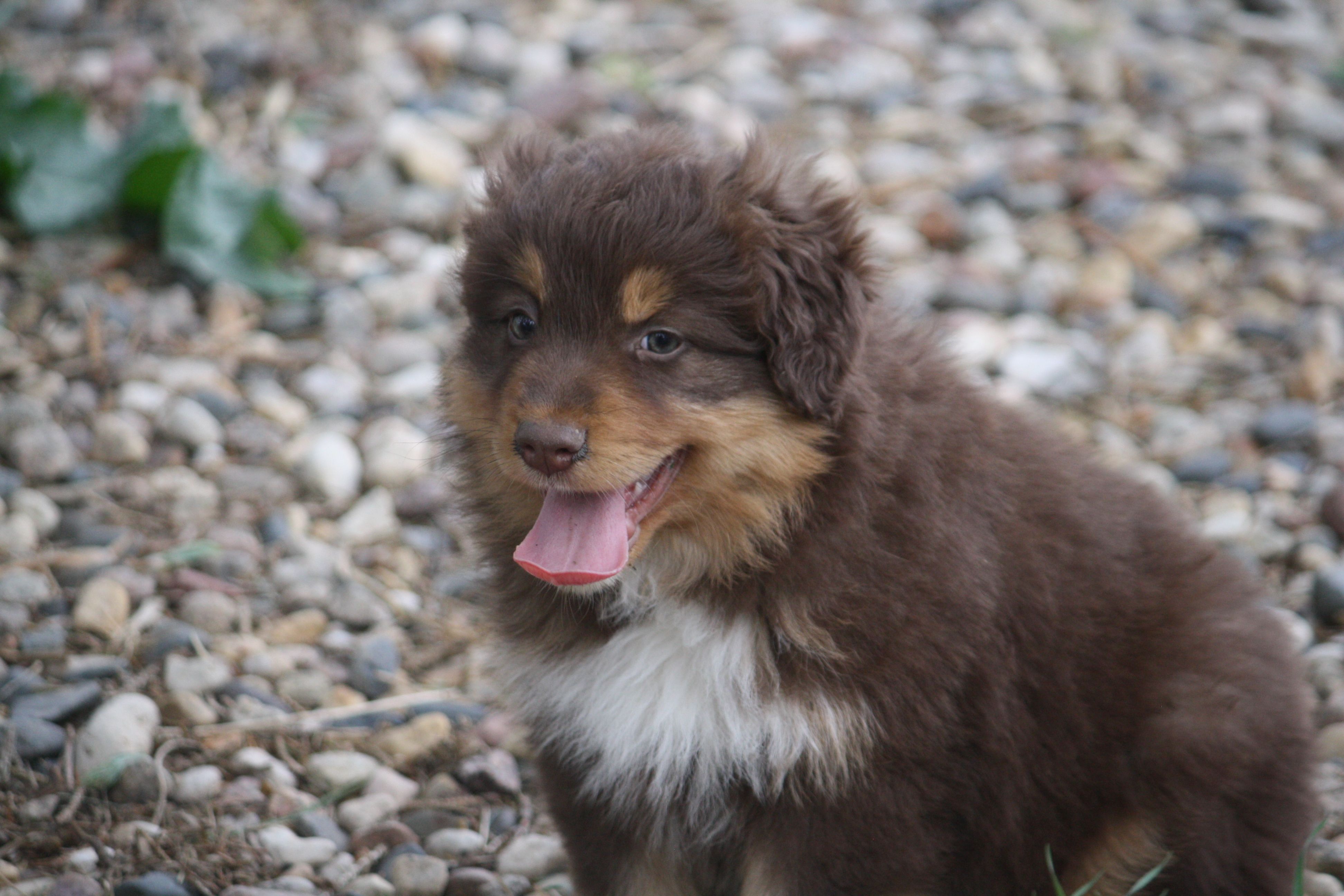 Clyde – Australian Shepherd puppy for sale in Maurice, IA