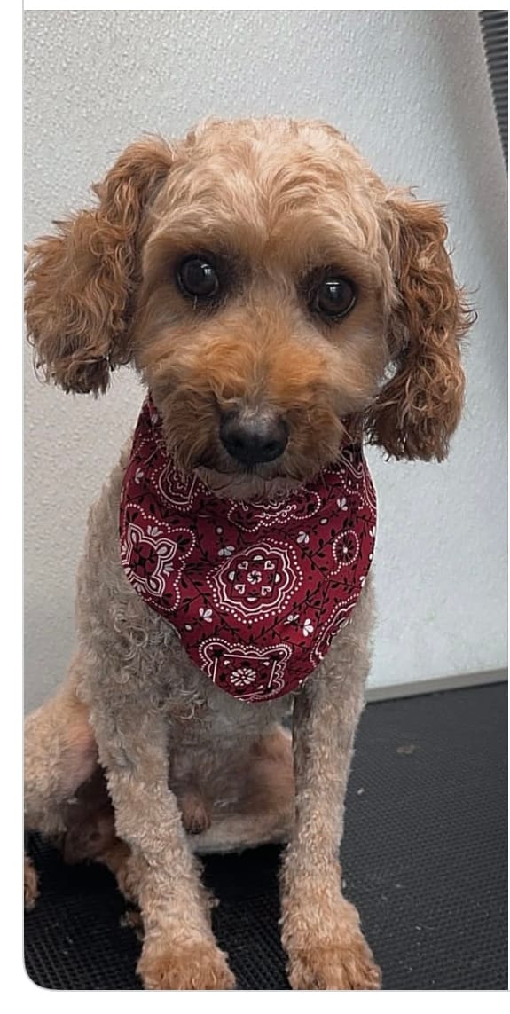Stetson – Poodle - Toy  puppy for sale in Agra, OK
