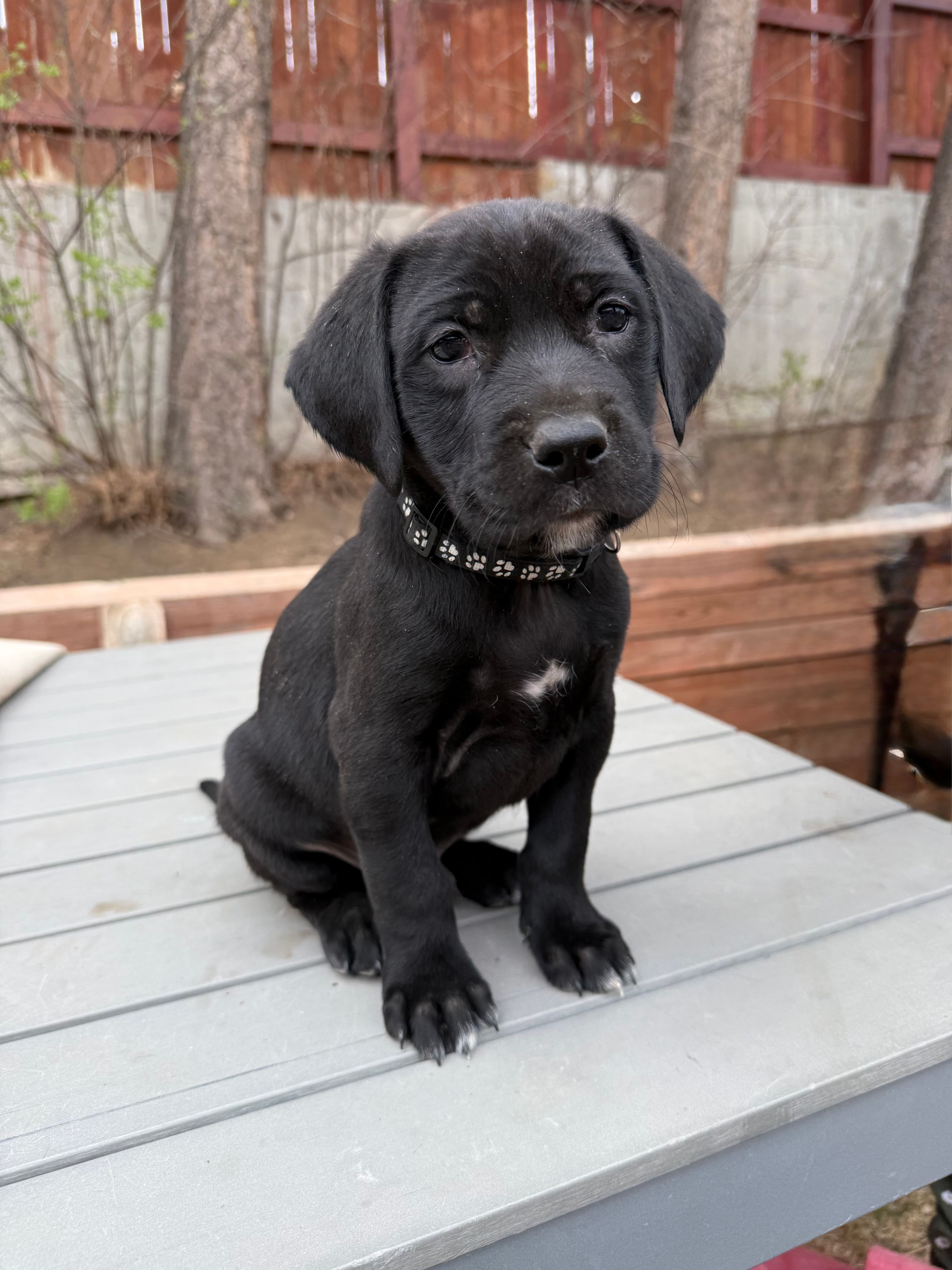 Black boy – American Staffordshire Terrier, Golden Retriever puppy for sale in Aurora, CO