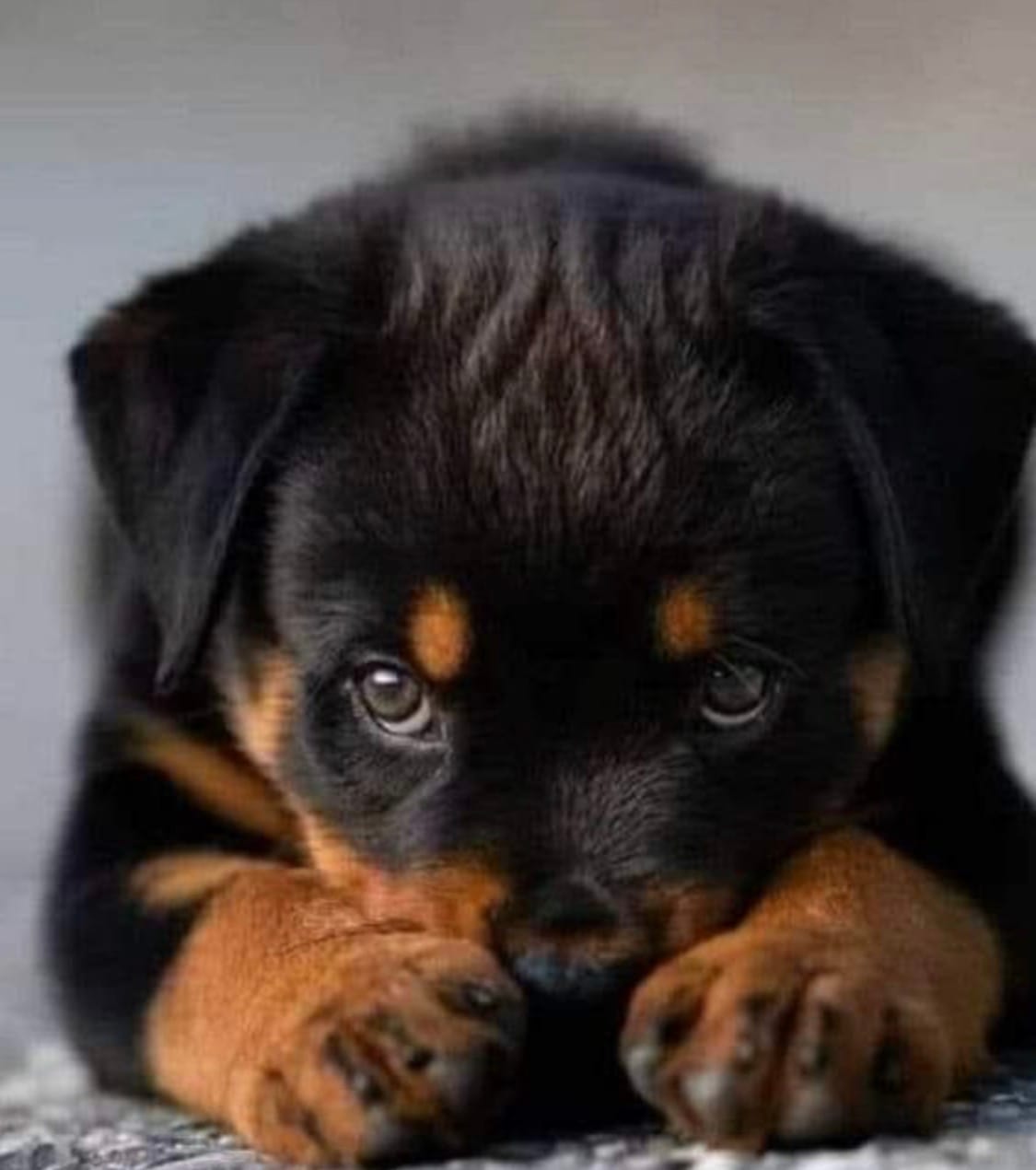 Brandy – Rottweiler puppy for sale in Naugatuck, CT